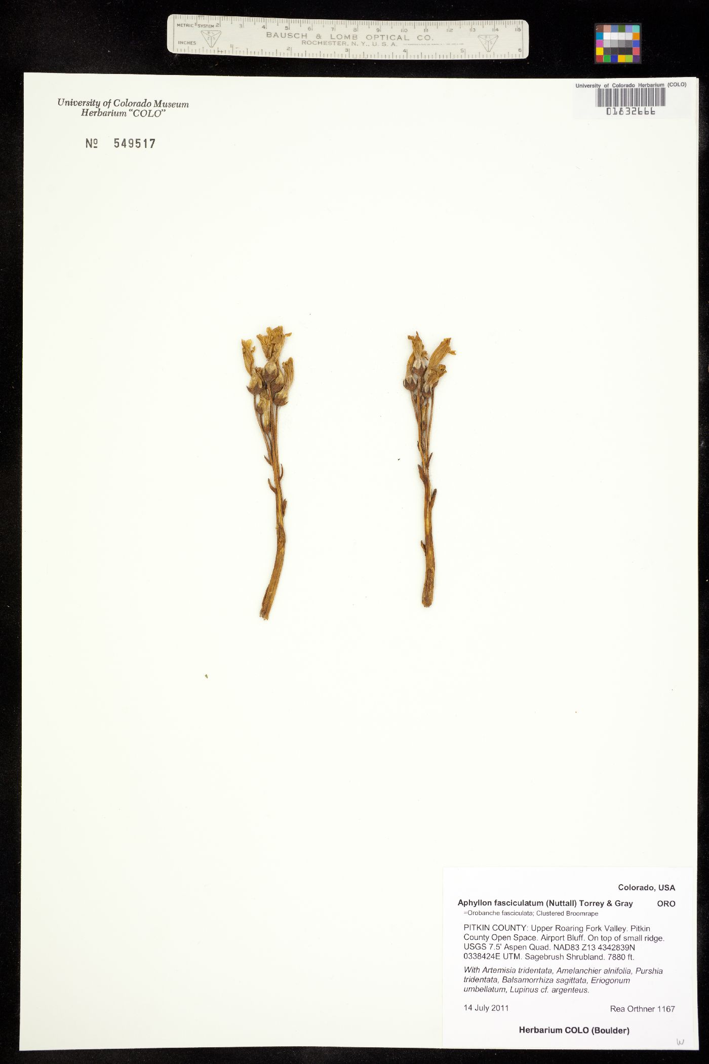 Orobanche fasciculata image