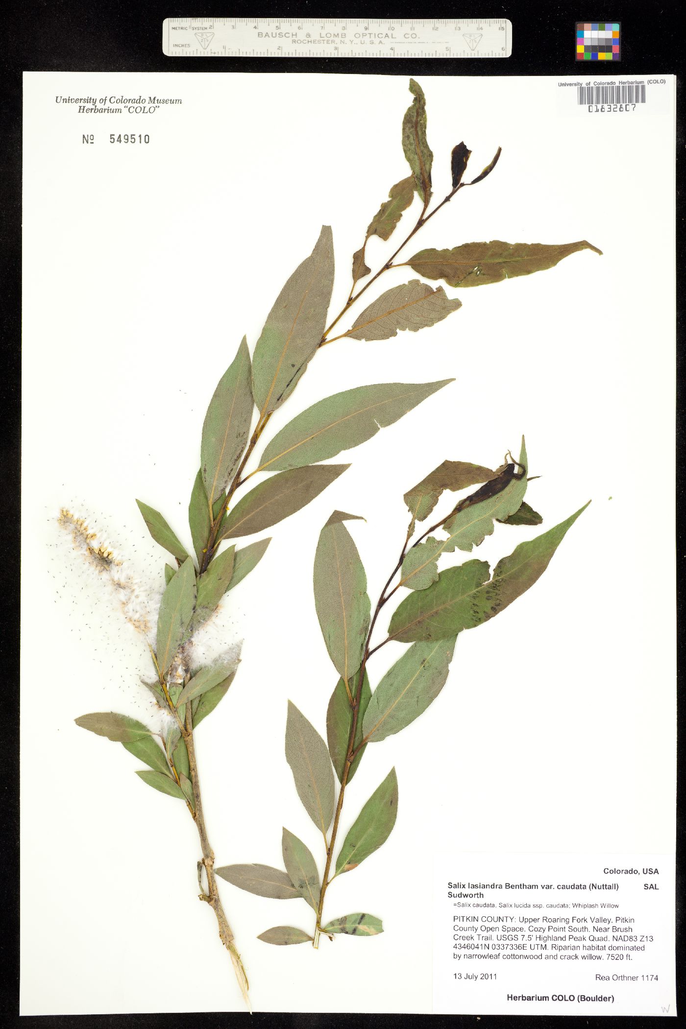 Salix lasiandra var. caudata image