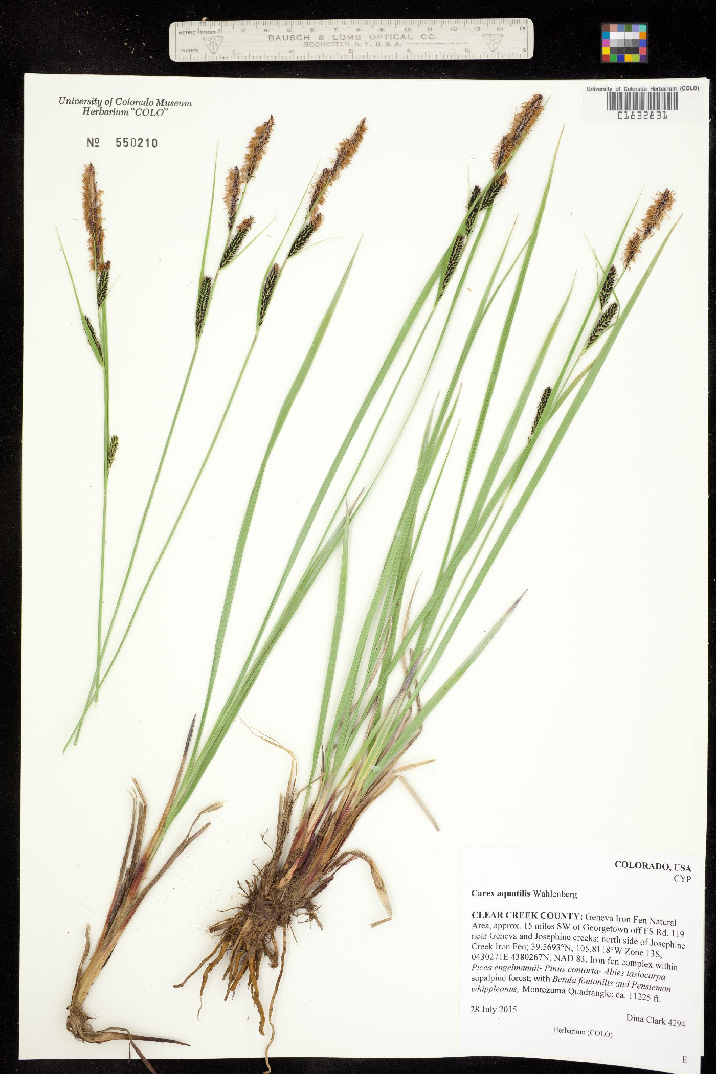 Carex aquatilis image