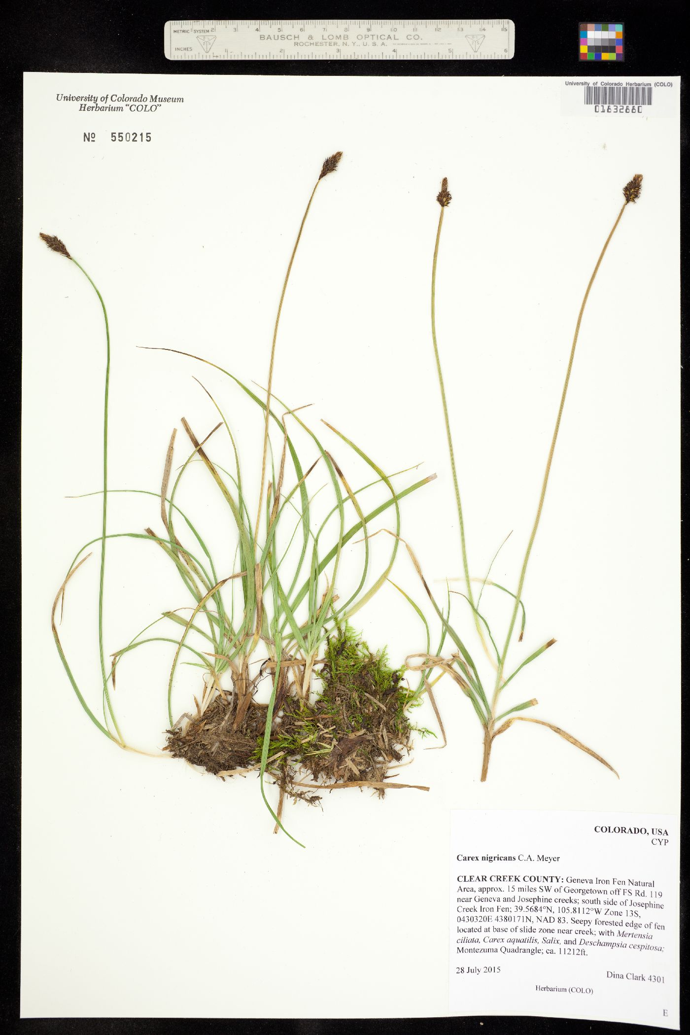 Carex nigricans image