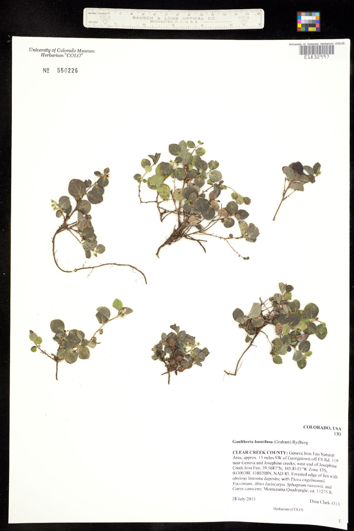 Gaultheria humifusa image