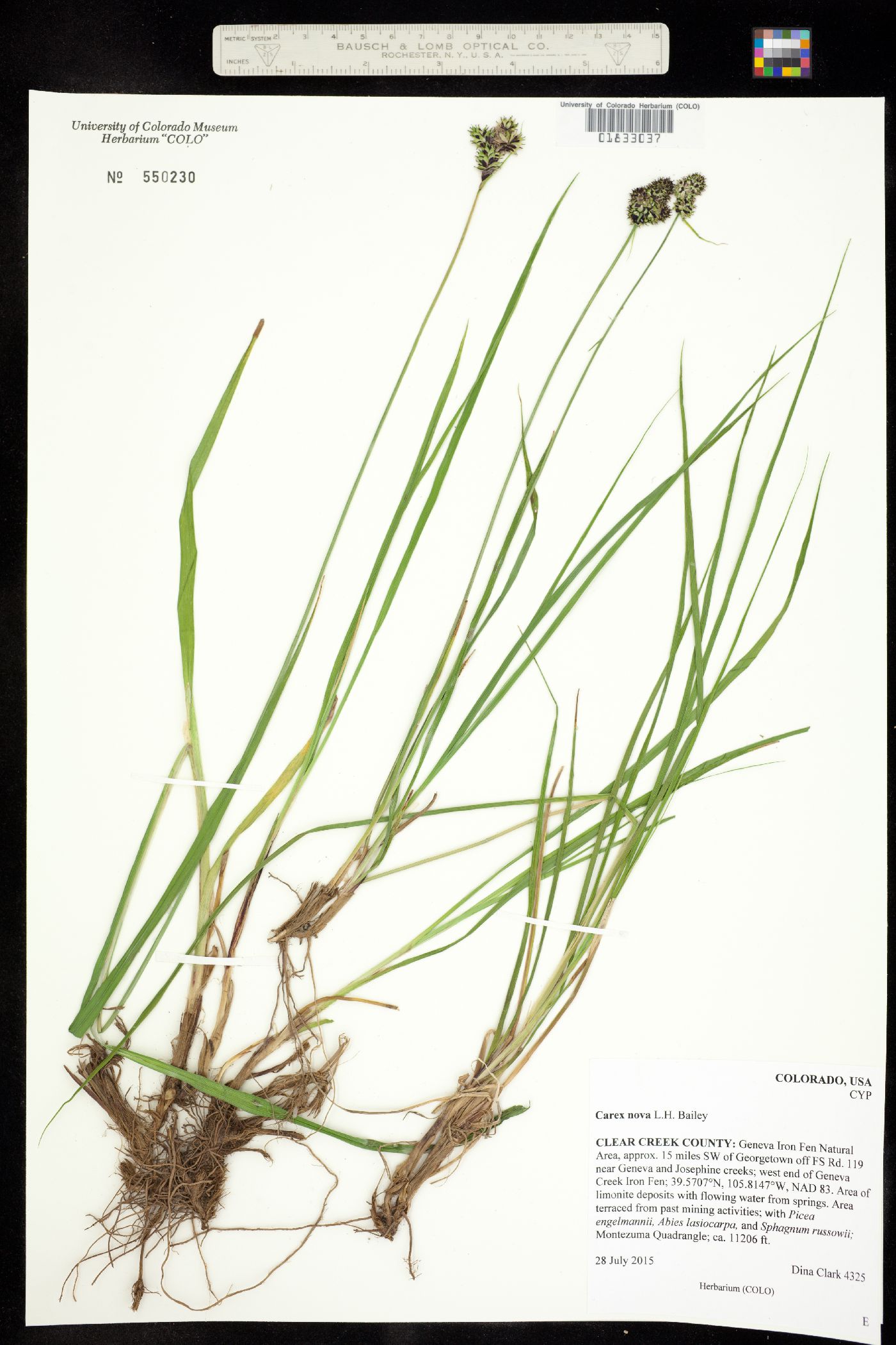 Carex nova image