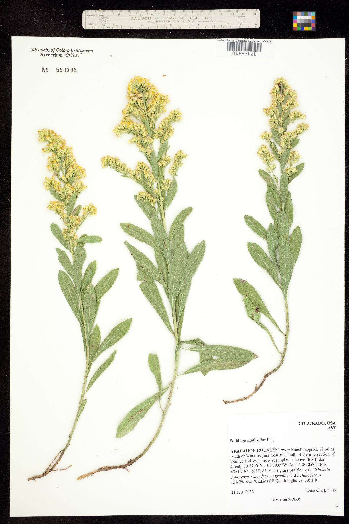 Solidago mollis image