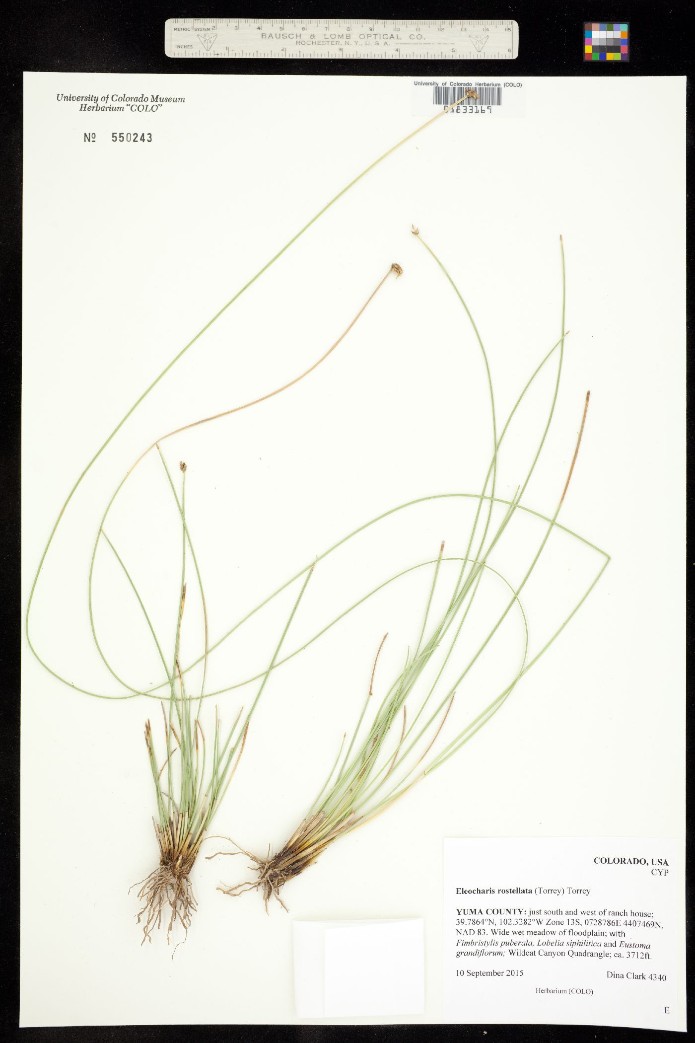 Eleocharis rostellata image