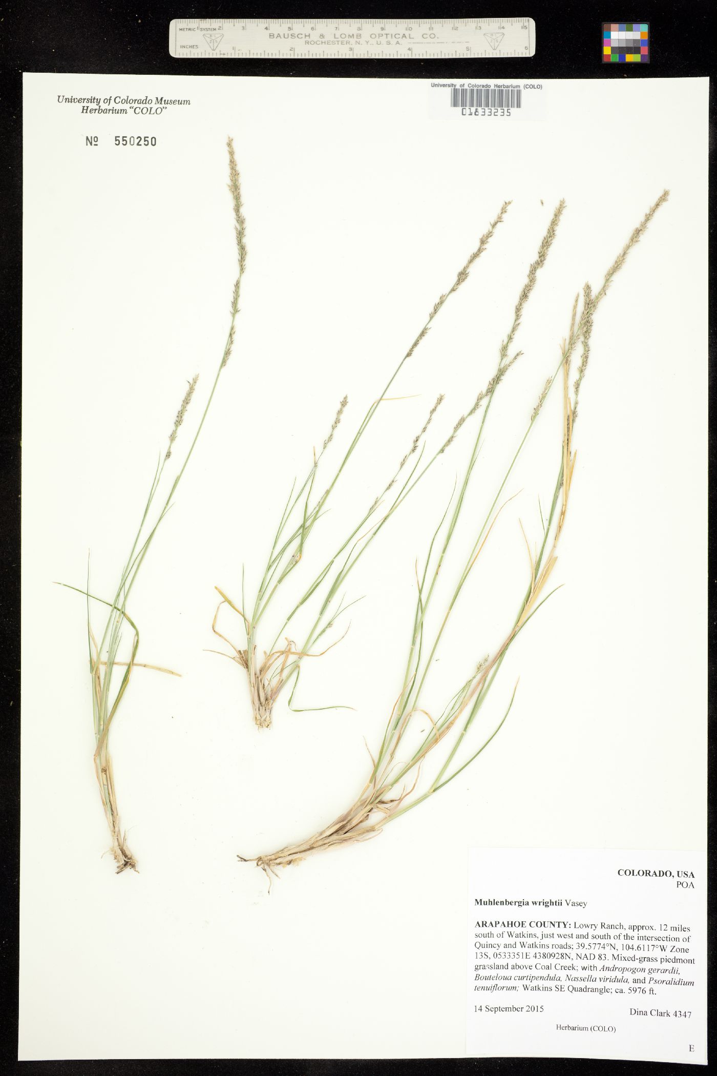 Muhlenbergia wrightii image
