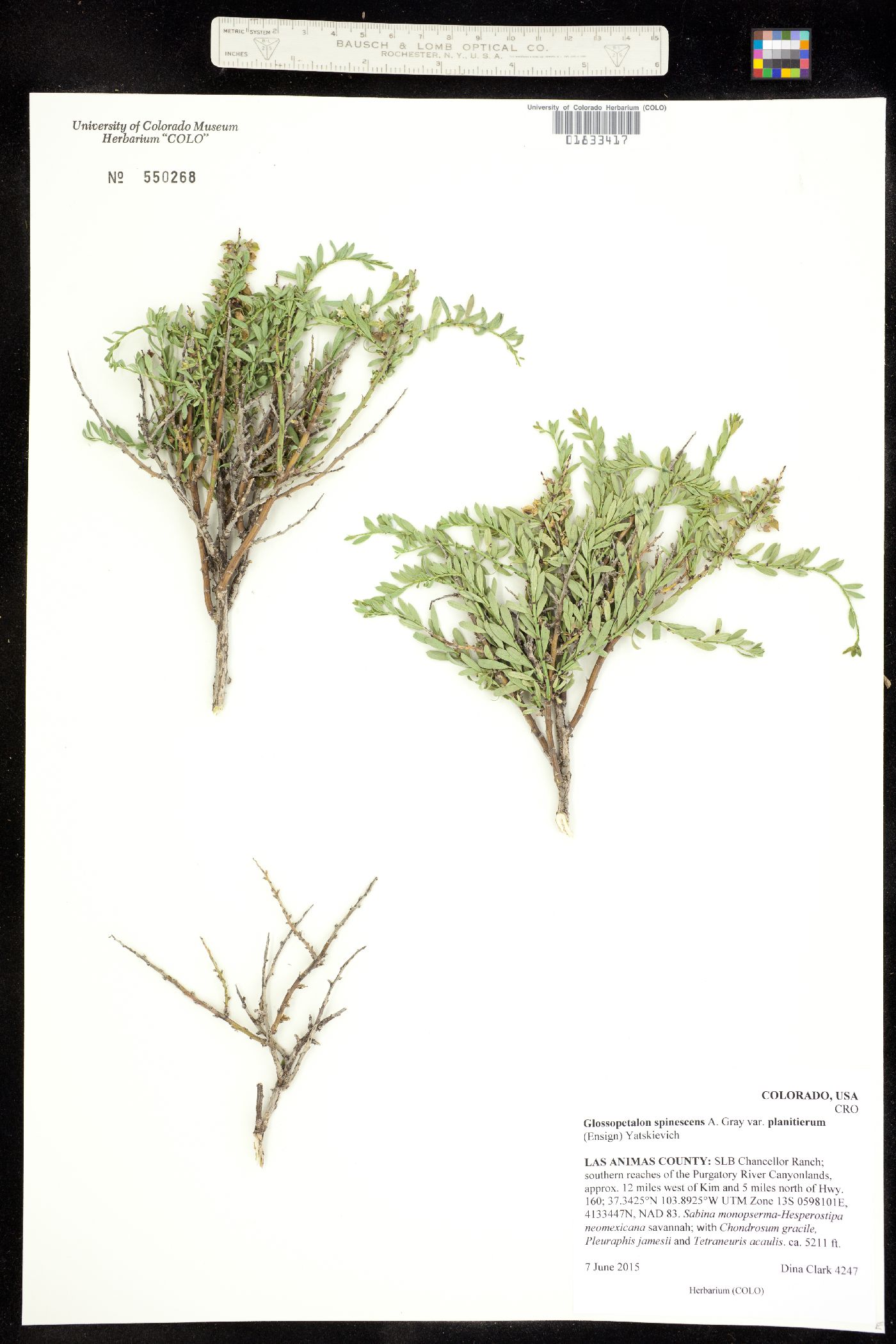Crossosomataceae image