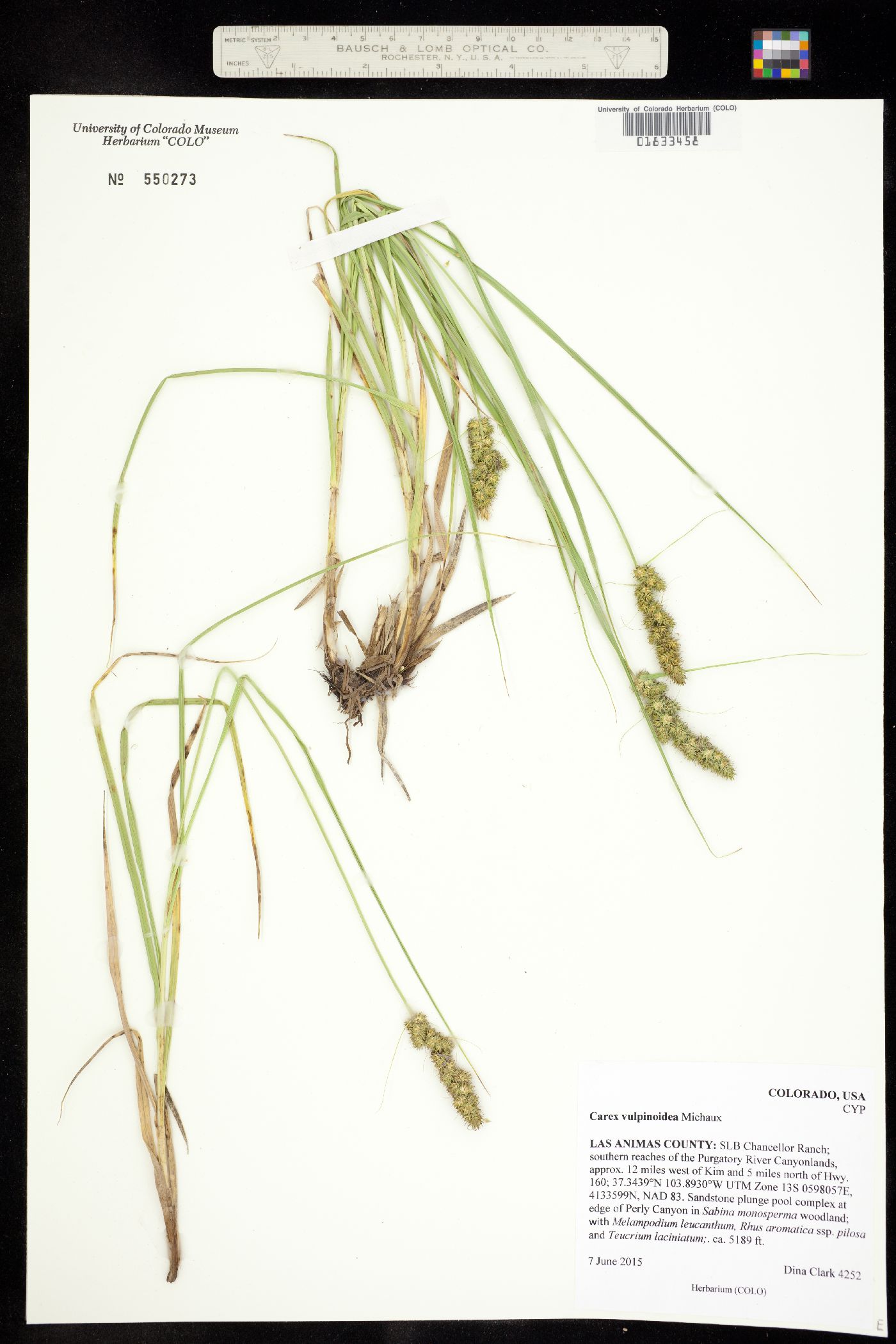 Carex vulpinoidea image