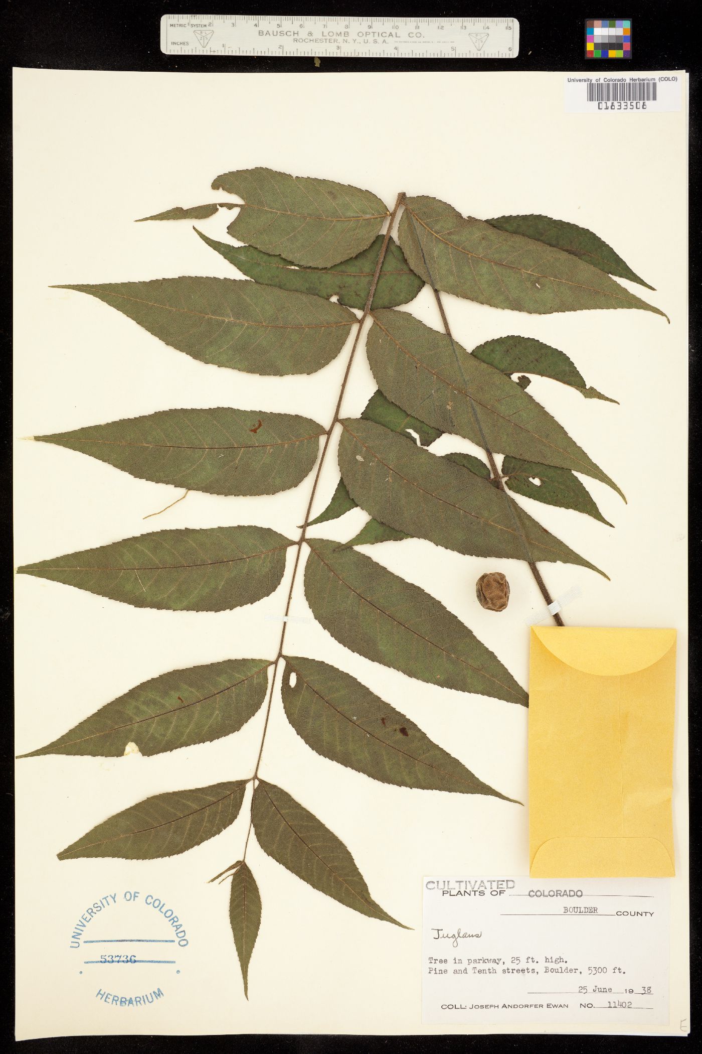 Juglans nigra image