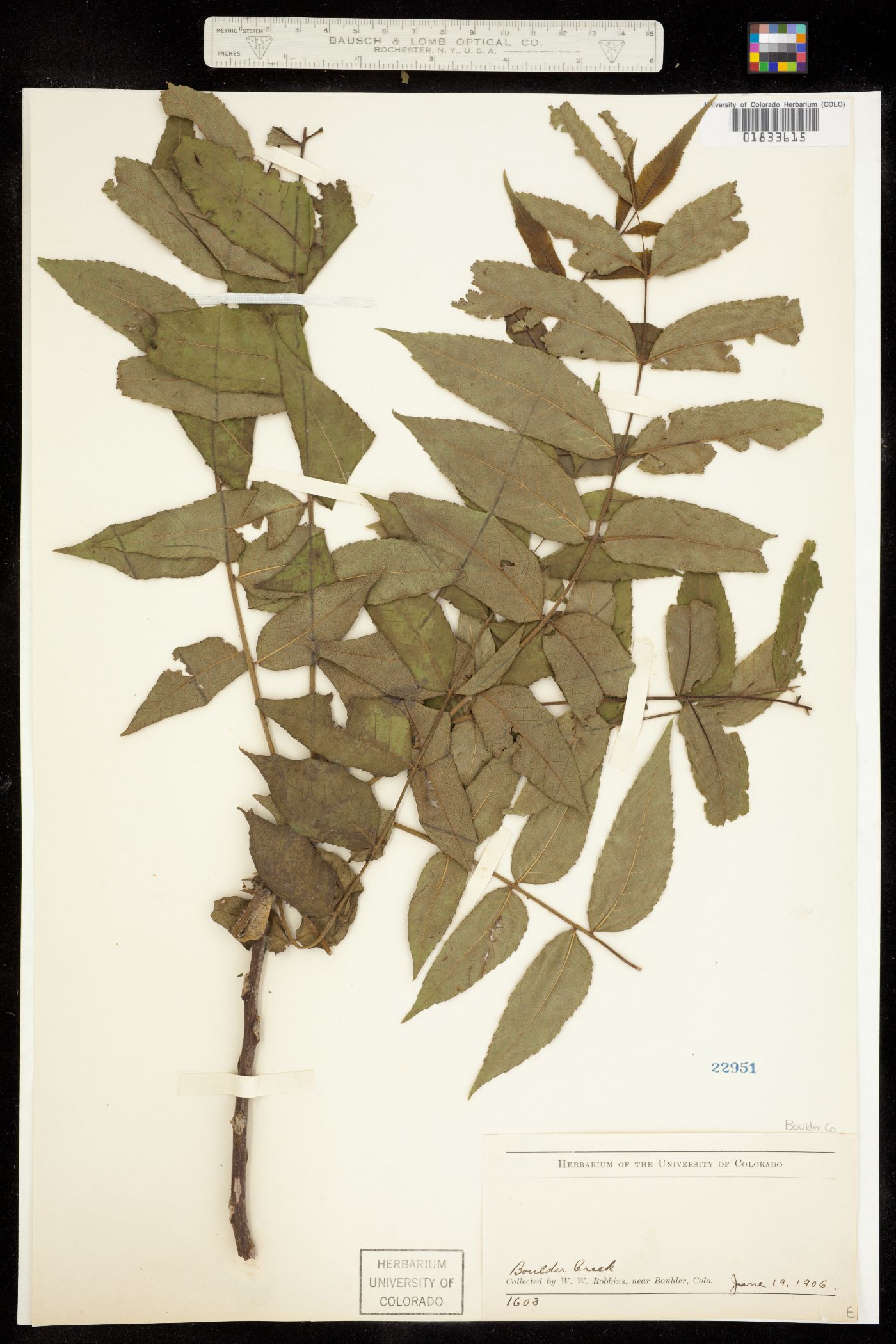 Juglans nigra image