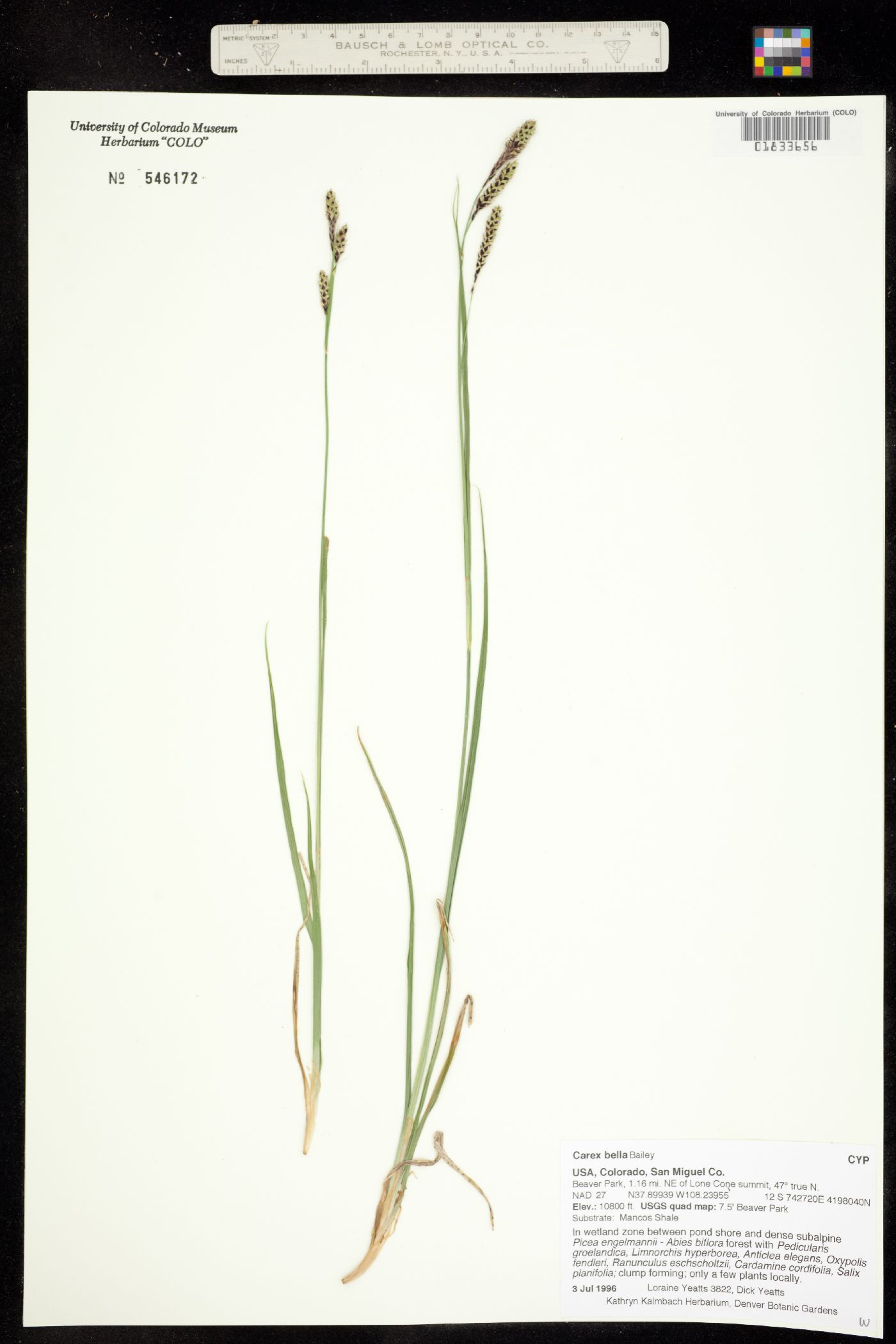 Carex bella image