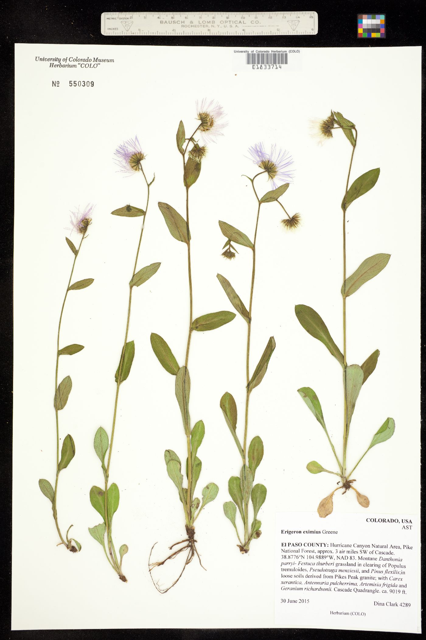 Erigeron eximius image