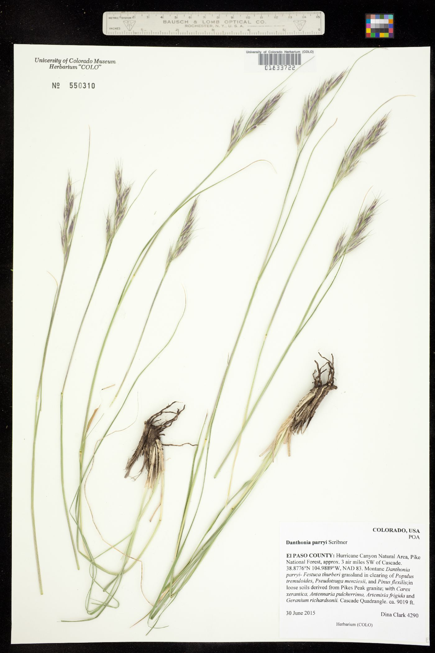 Danthonia parryi image