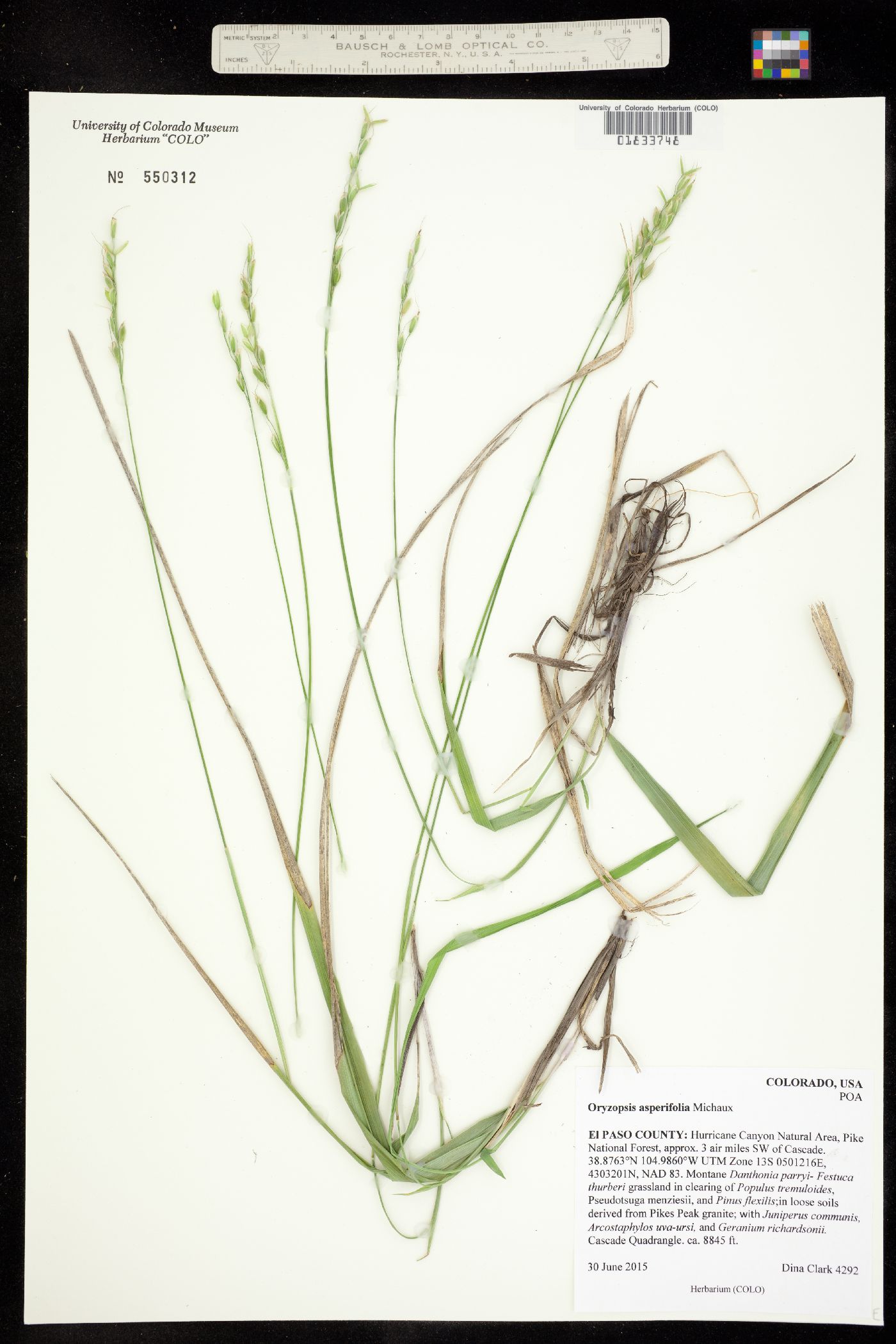 Oryzopsis asperifolia image