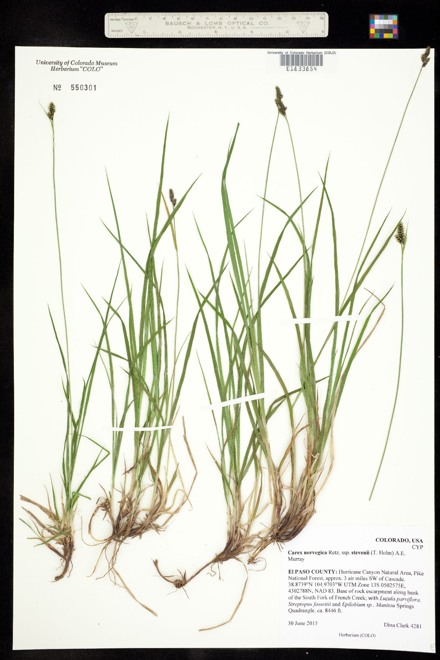 Carex norvegica subsp. stevenii image