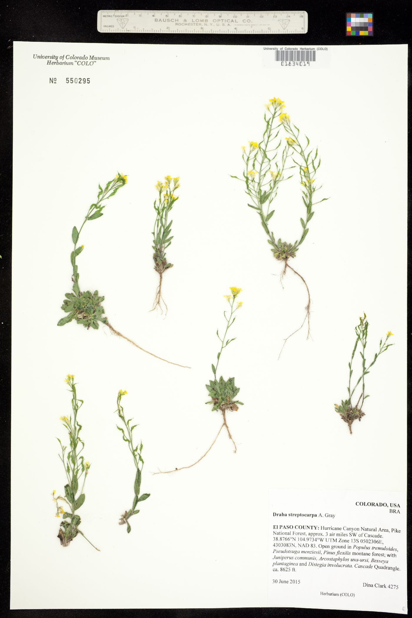 Draba streptocarpa image