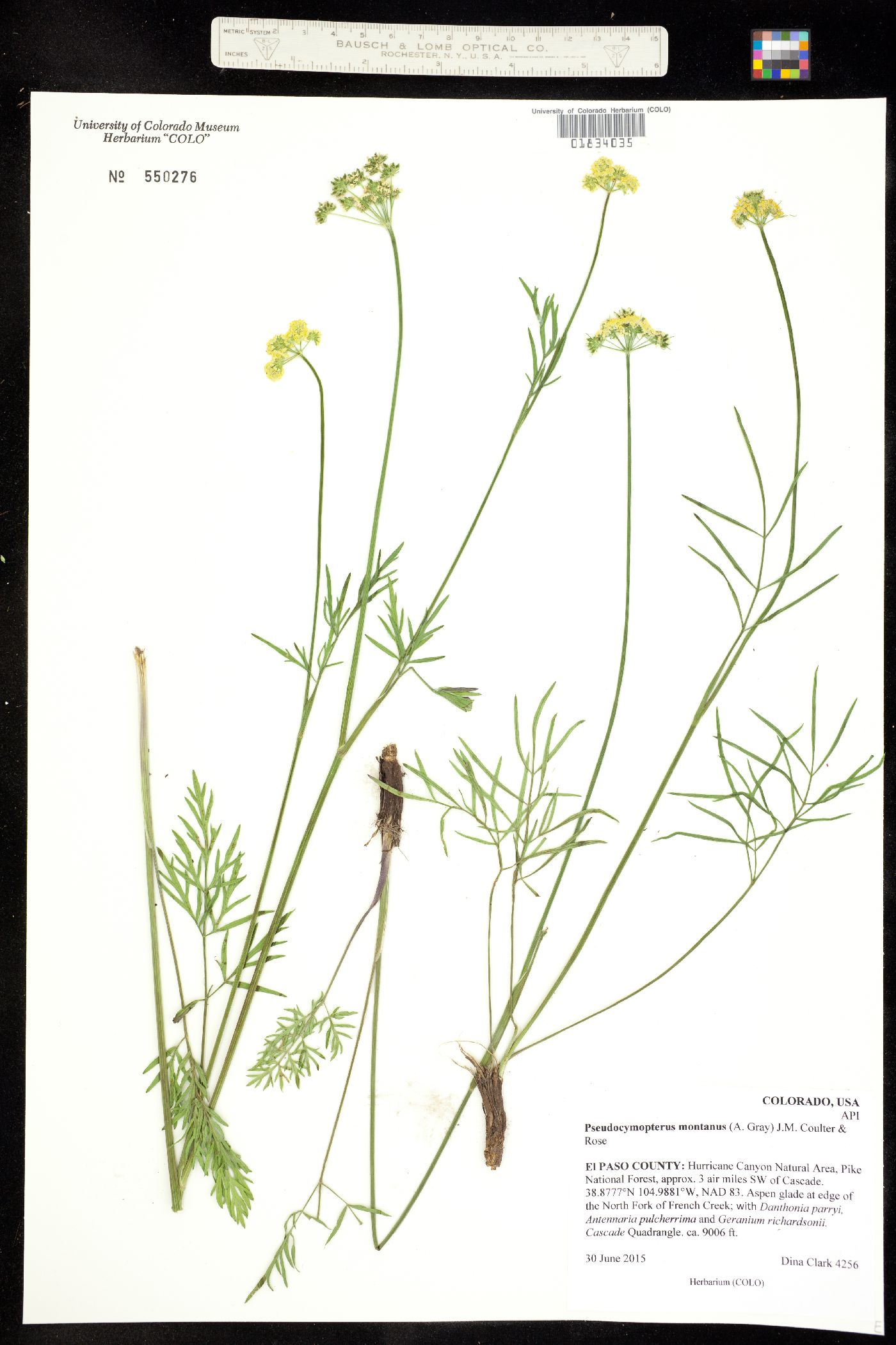 Pseudocymopterus montanus image