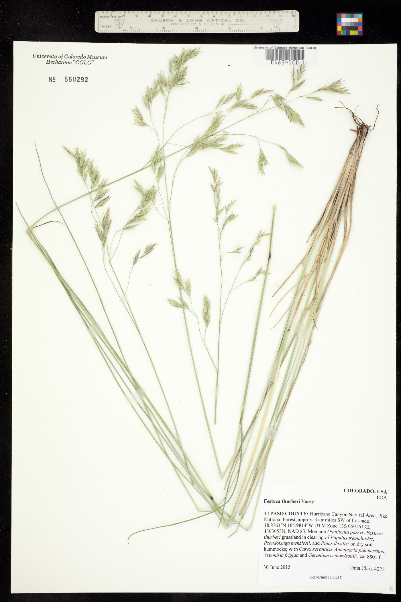 Festuca thurberi image
