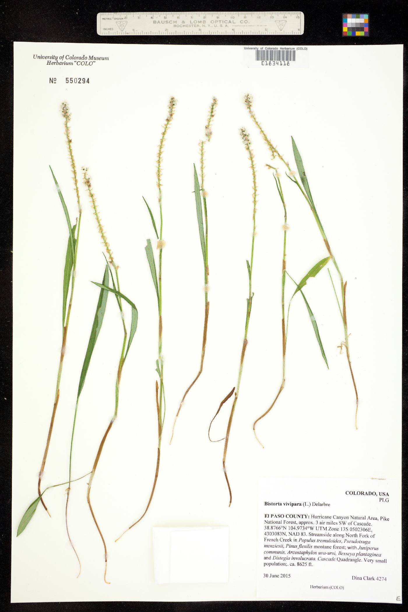 Bistorta vivipara image
