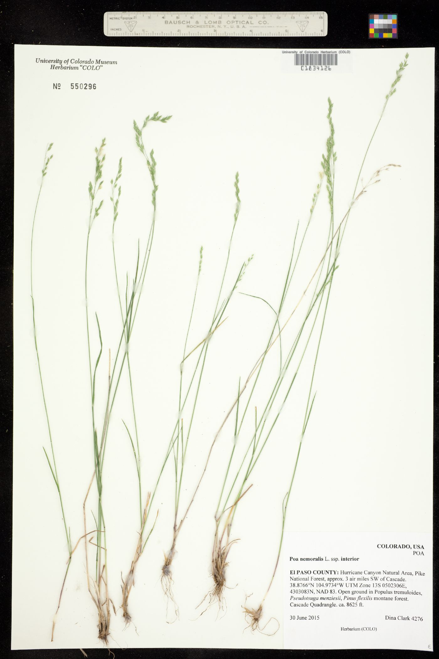 Poa nemoralis image