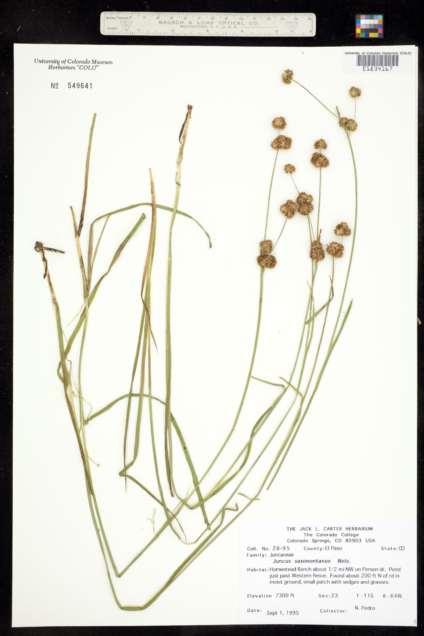 Juncus saximontanus image