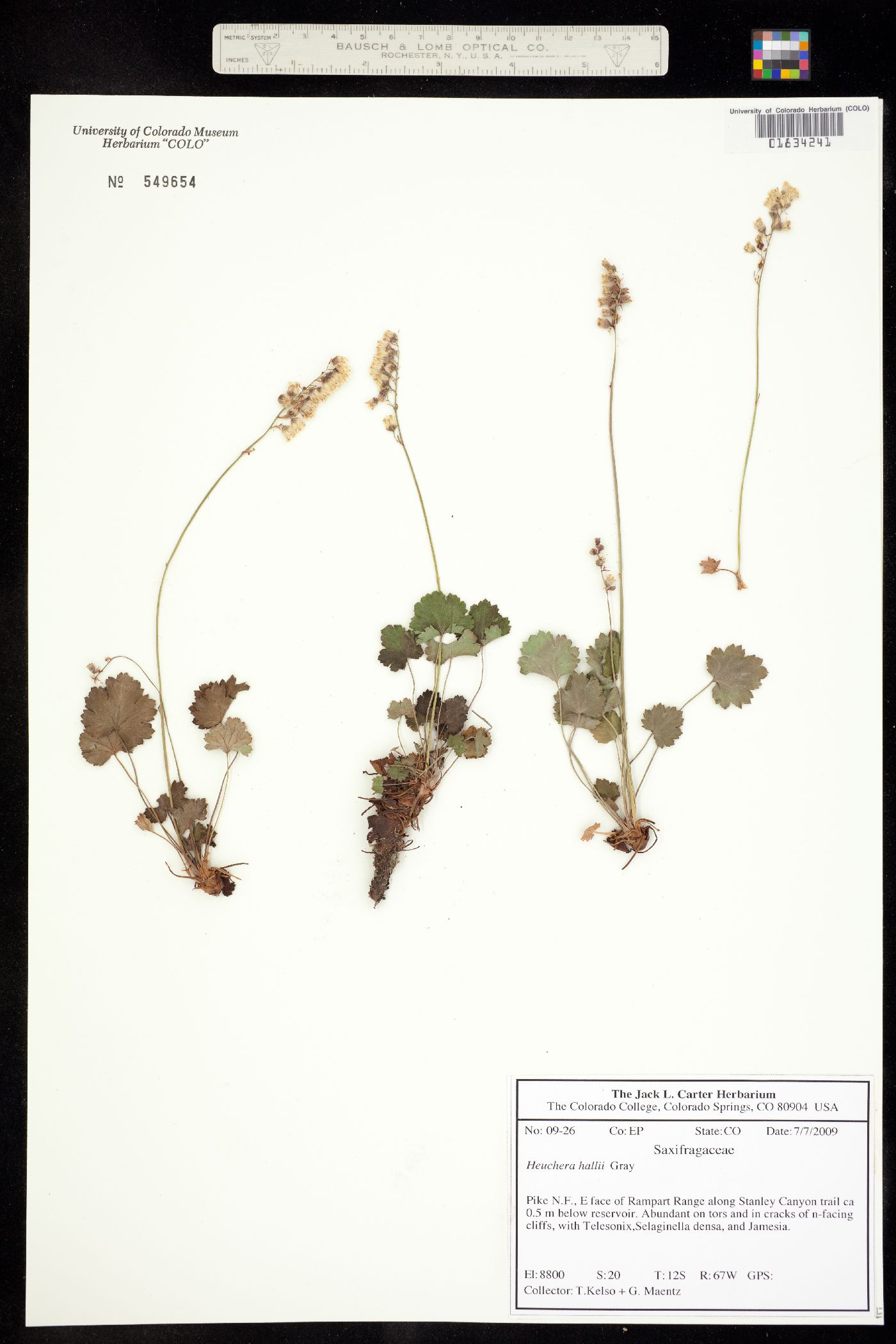 Heuchera hallii image