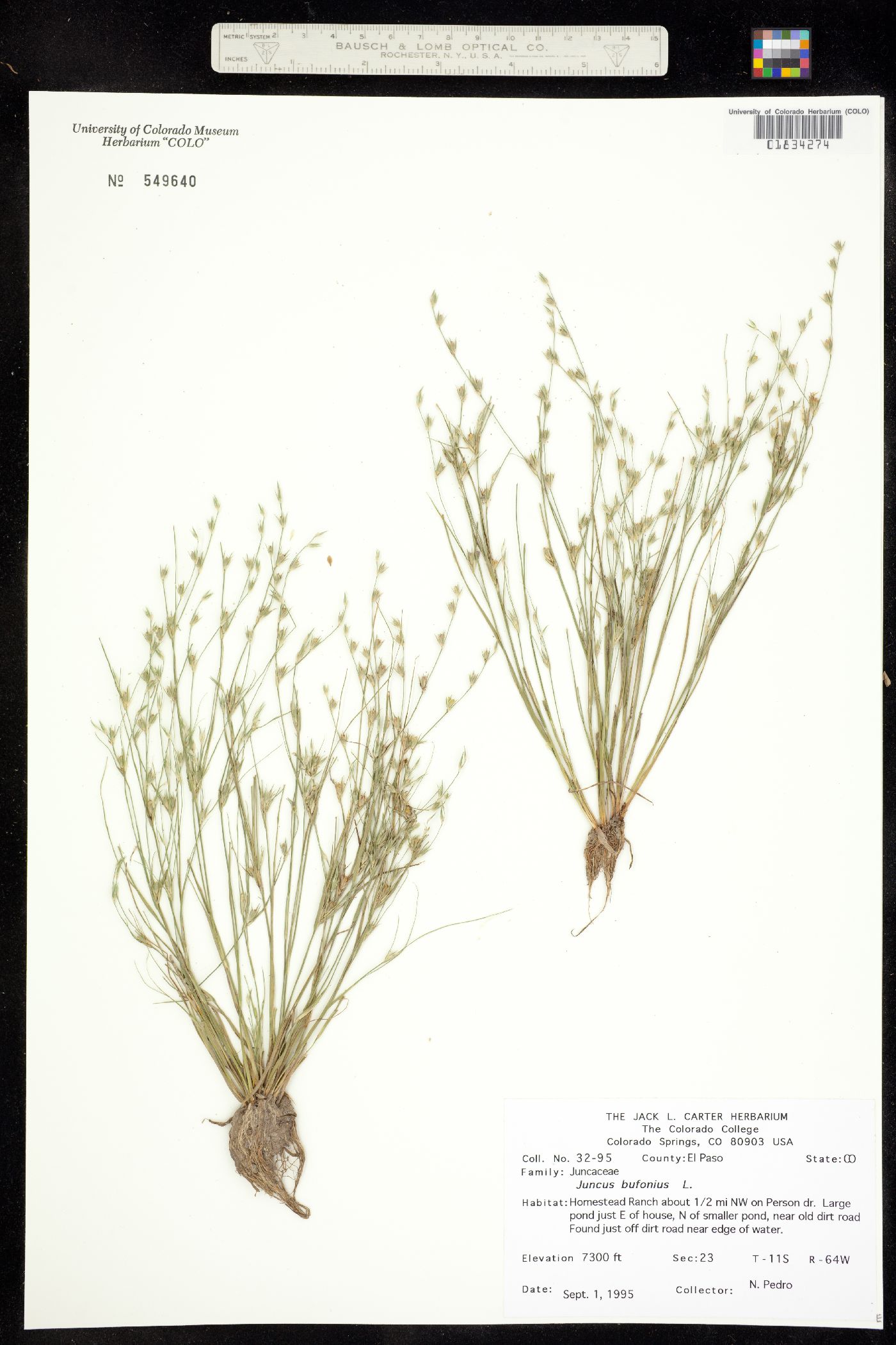 Juncus bufonius image