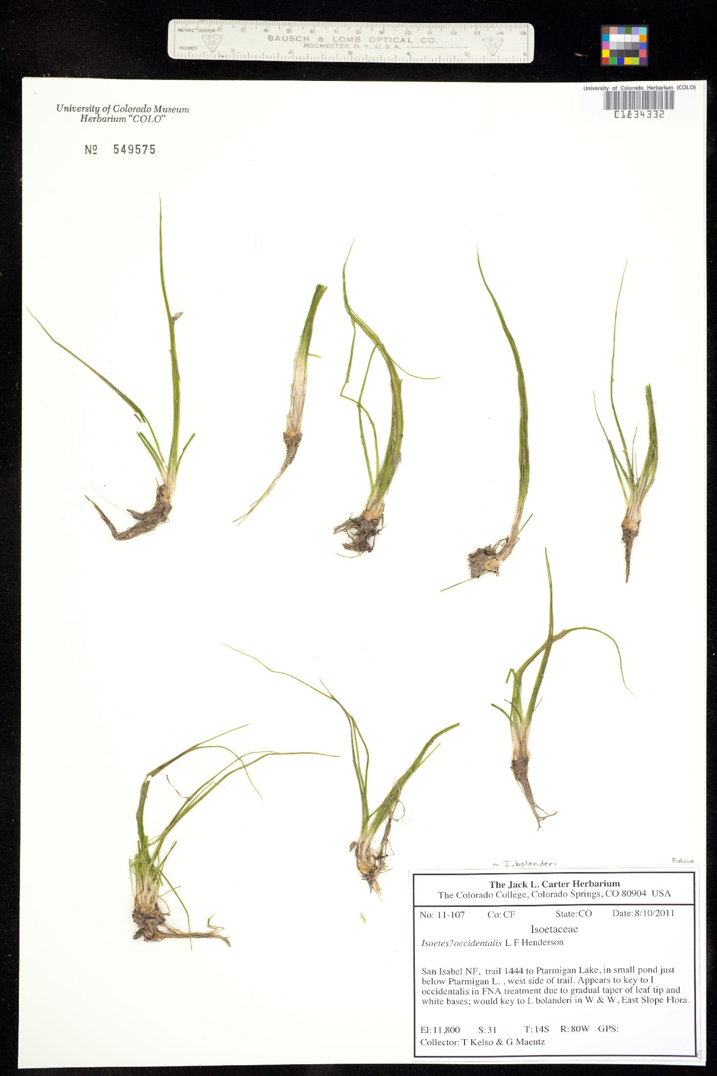 Isoetes occidentalis image