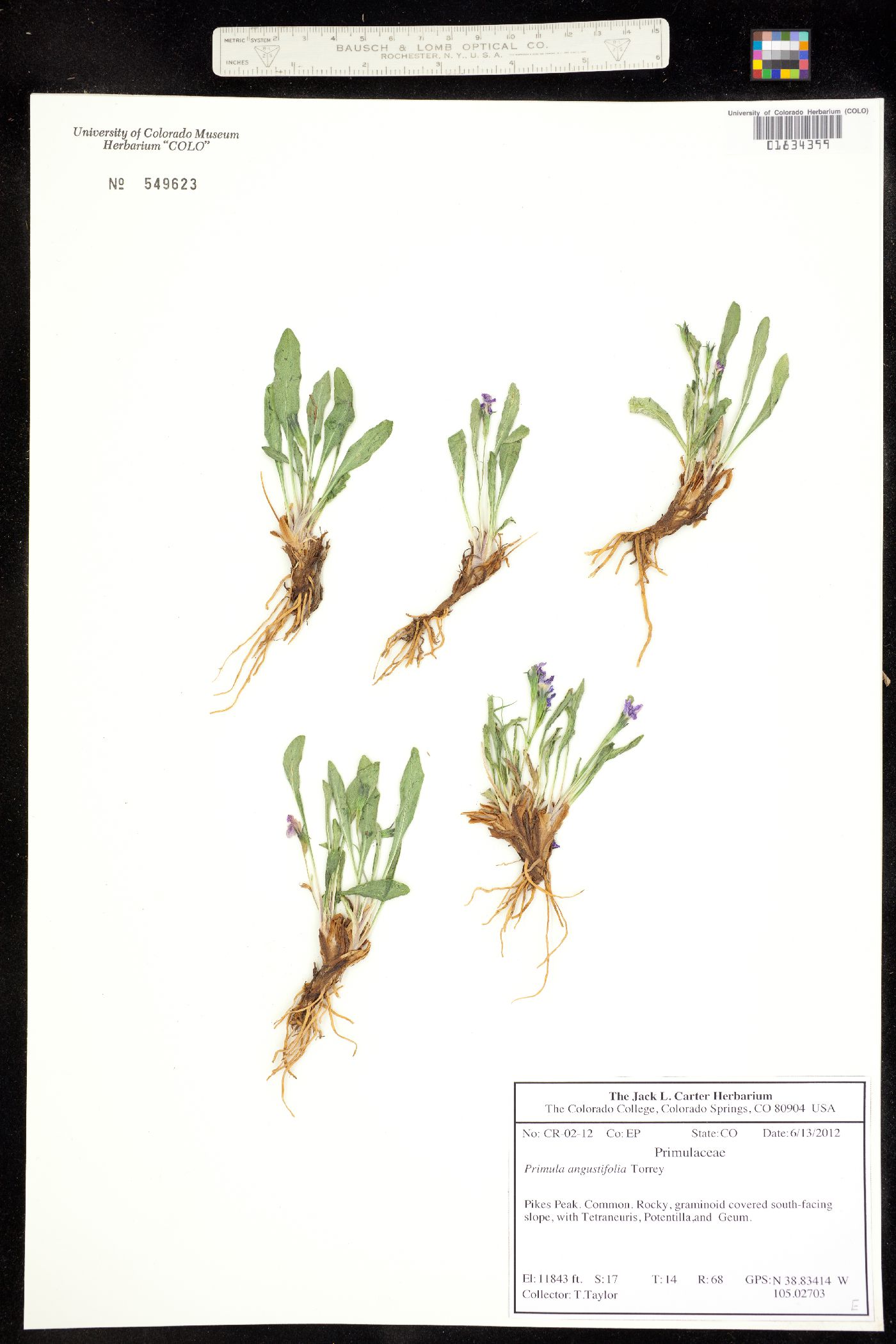 Primula angustifolia image