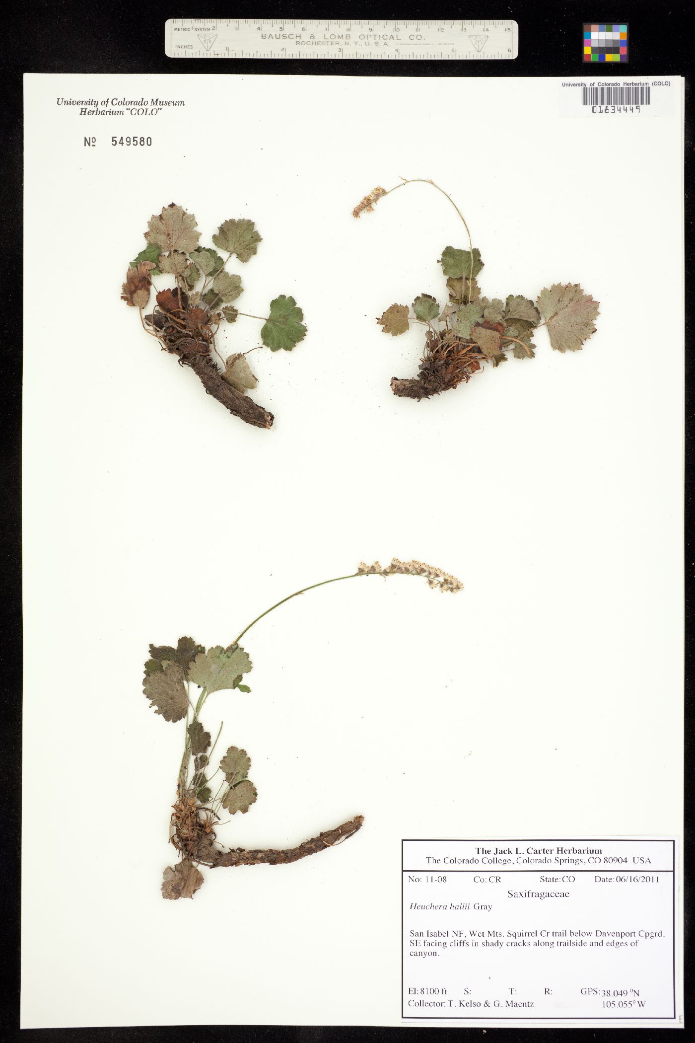 Heuchera hallii image