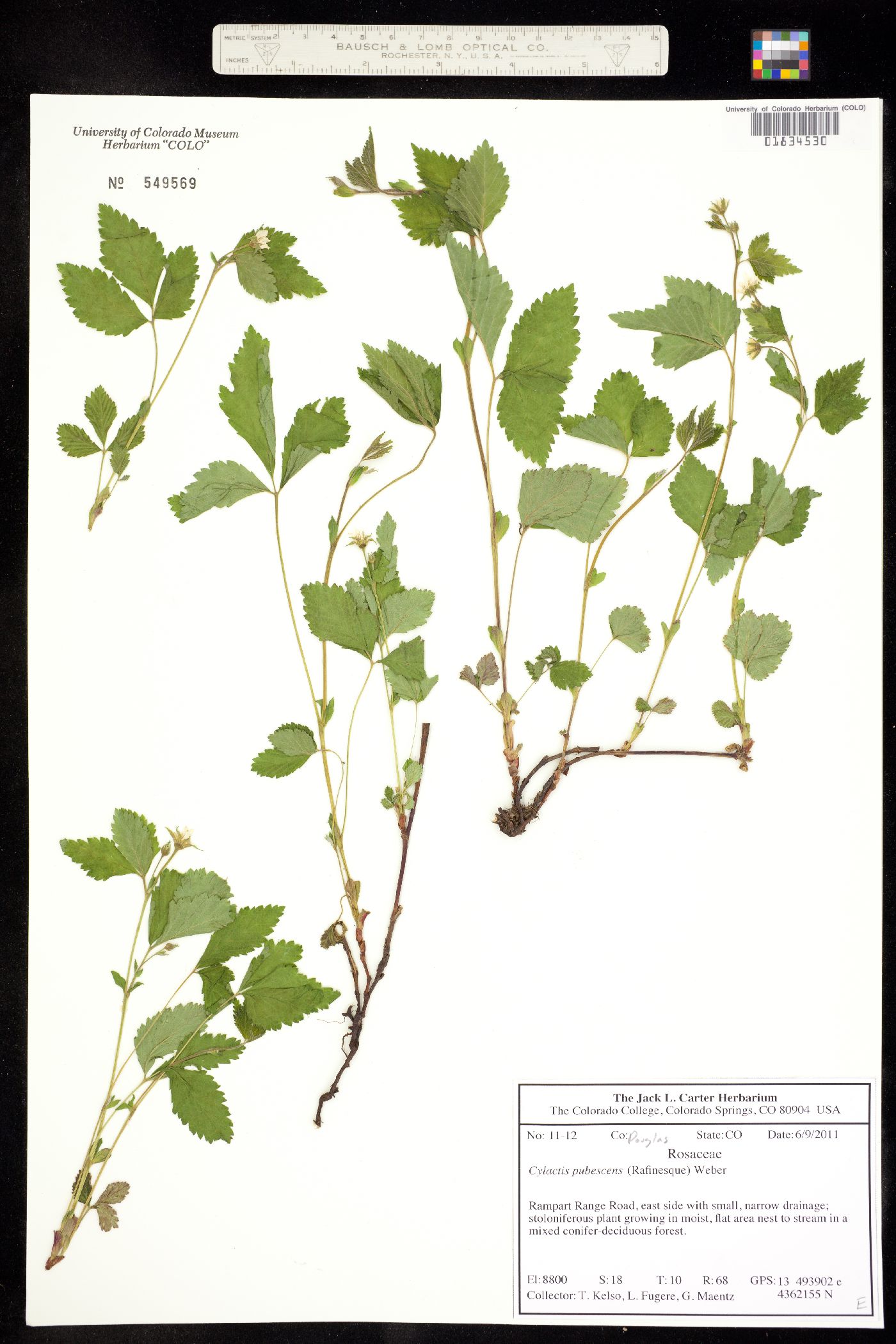 Rubus pubescens image