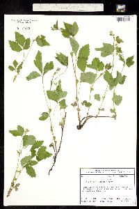 Image of Rubus pubescens