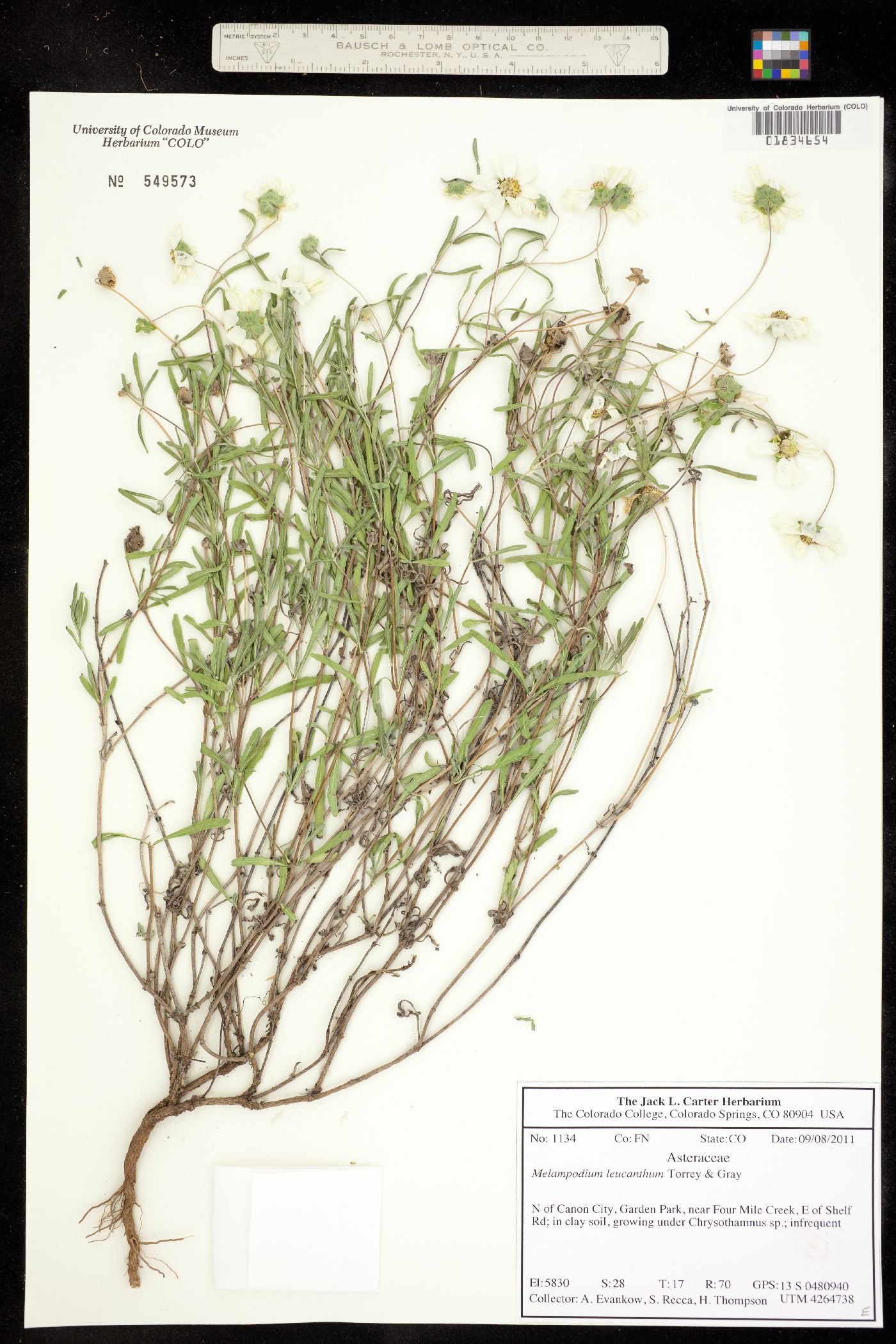 Melampodium leucanthum image