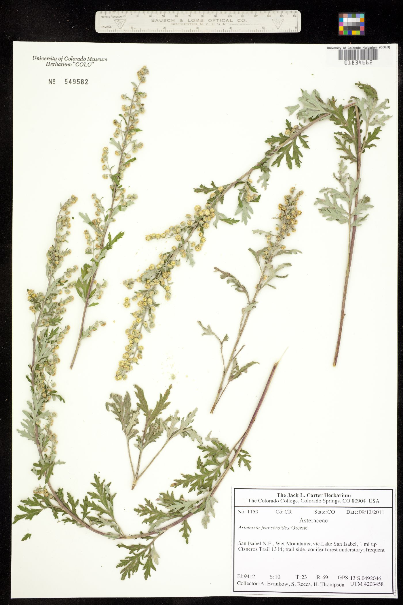 Artemisia franserioides image