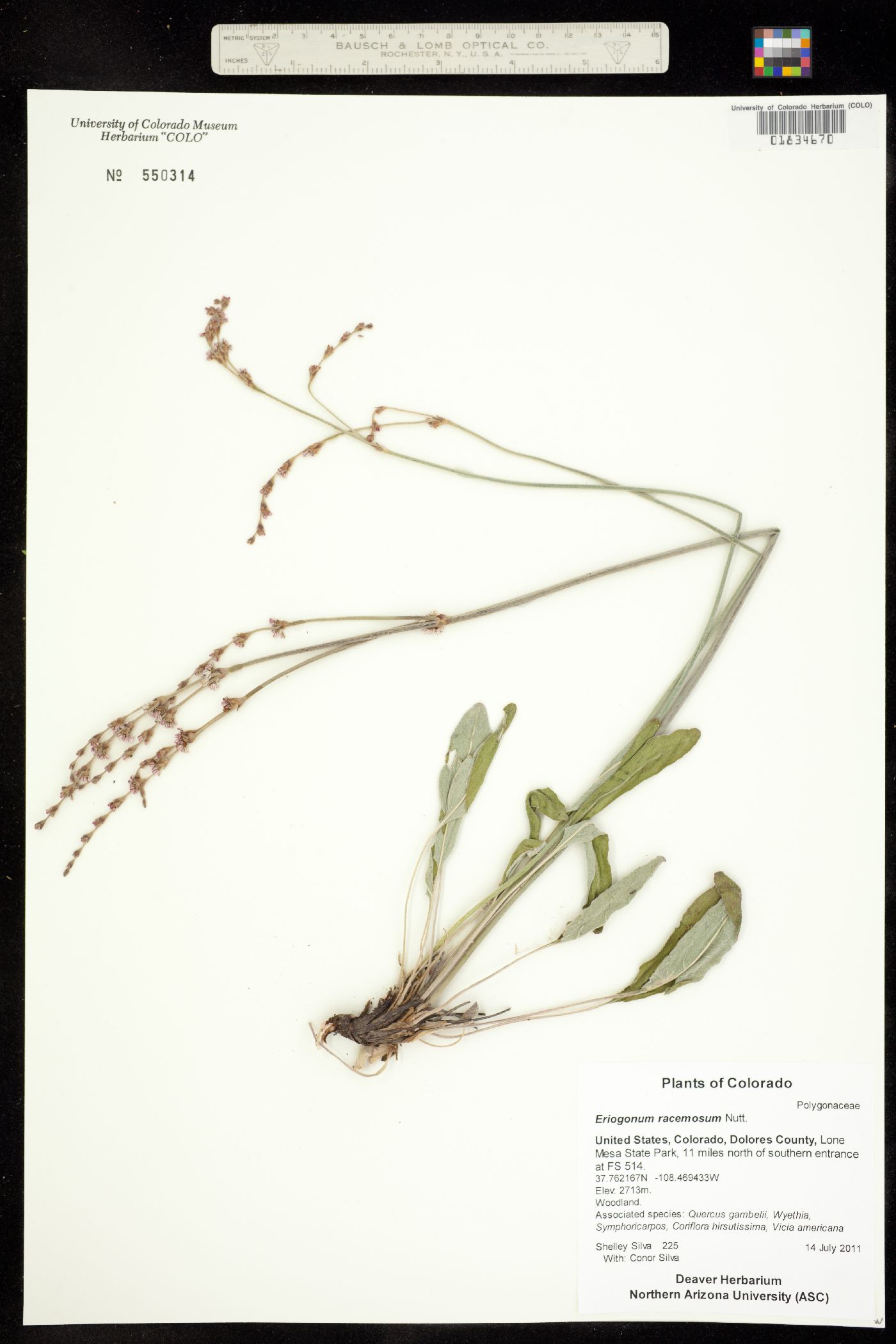 Eriogonum racemosum image
