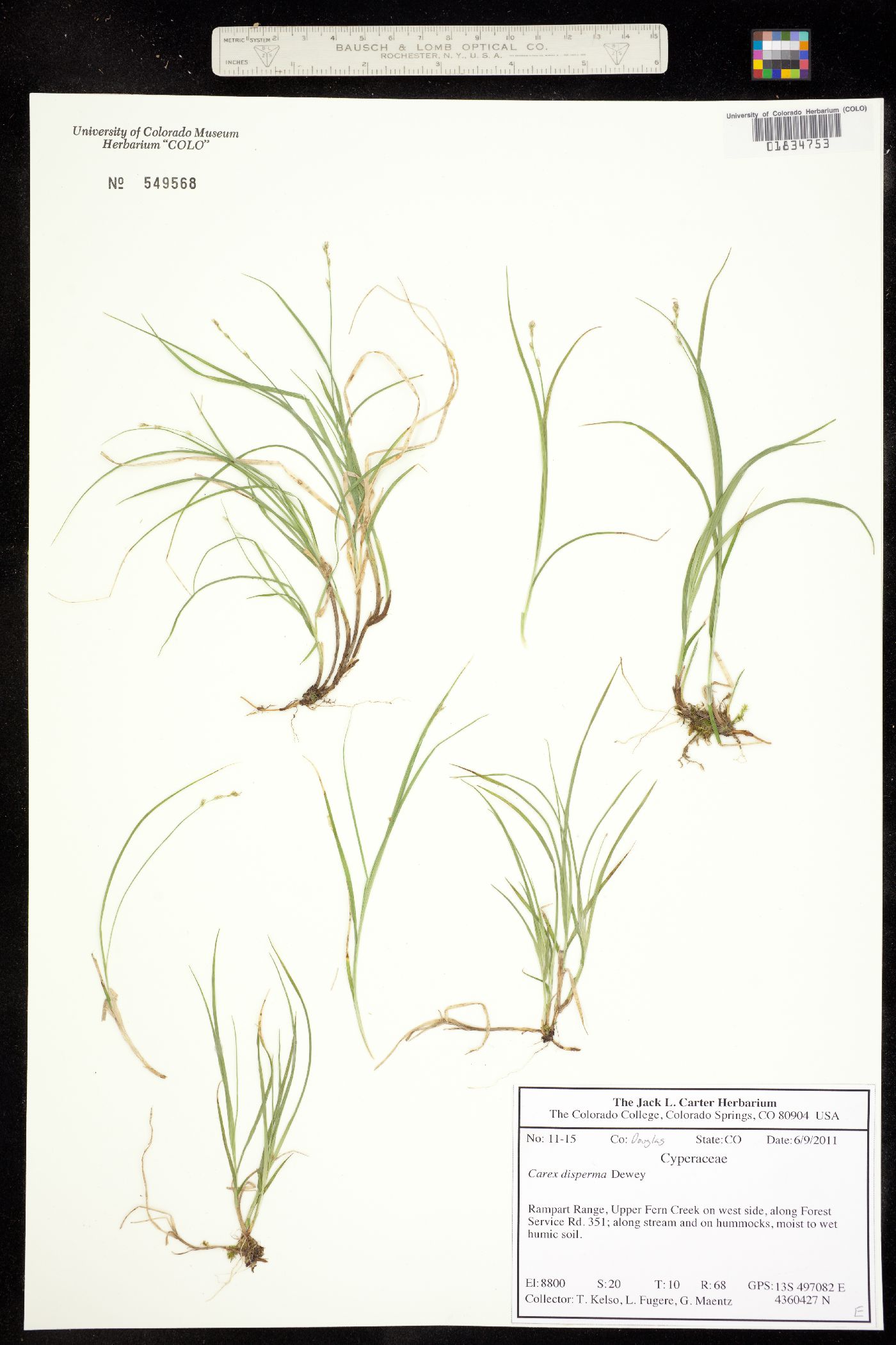 Carex disperma image