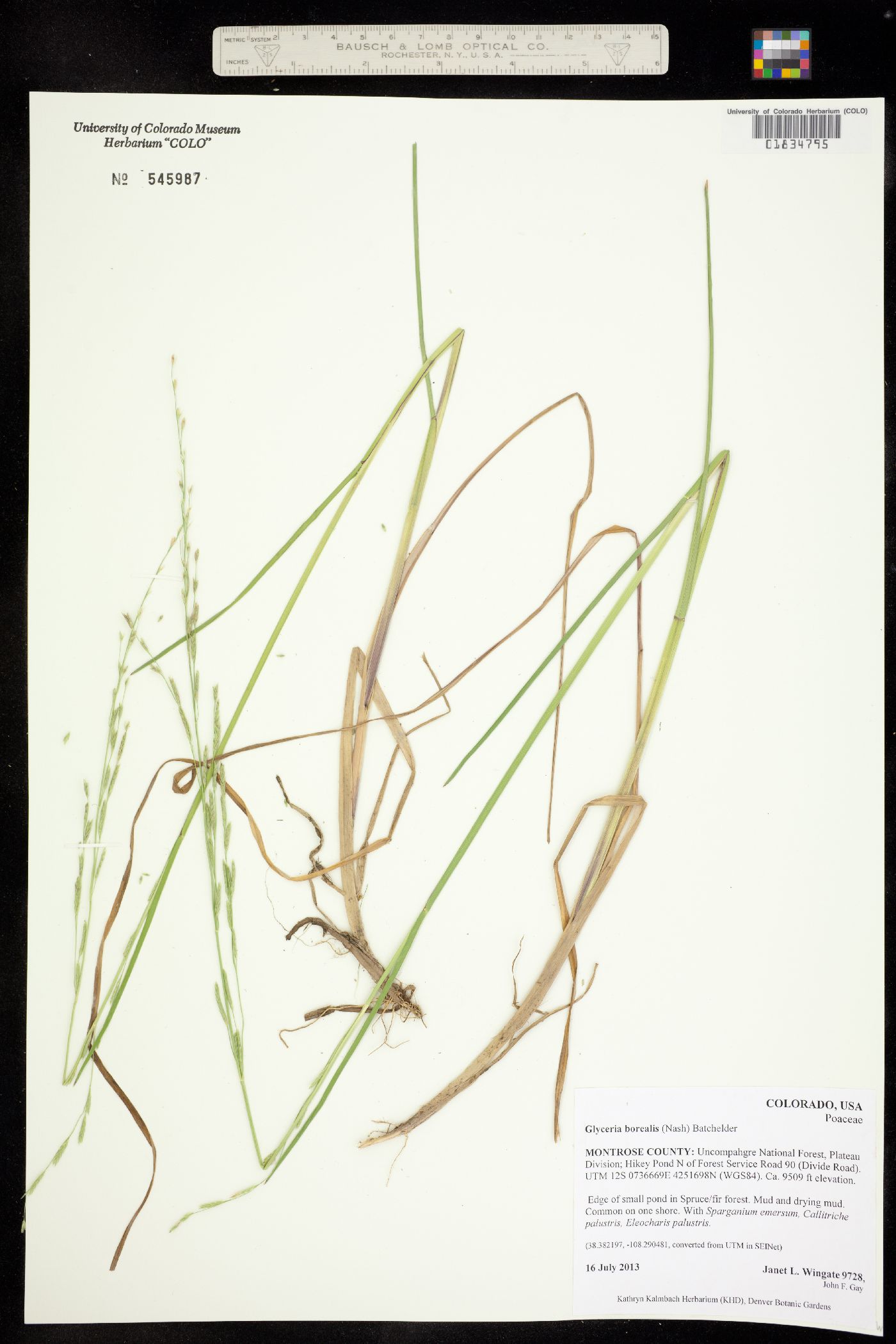 Glyceria image