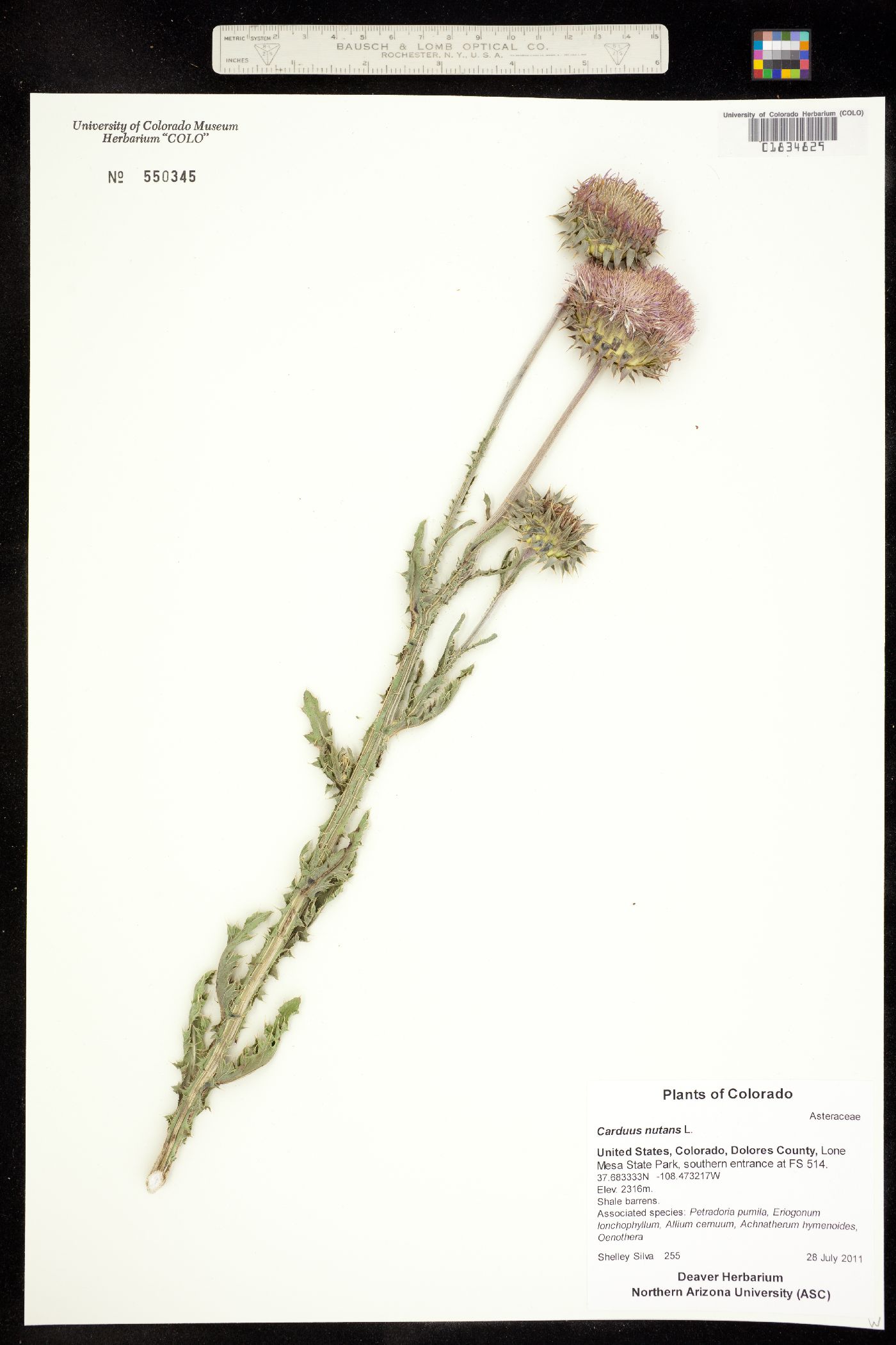 Carduus nutans image