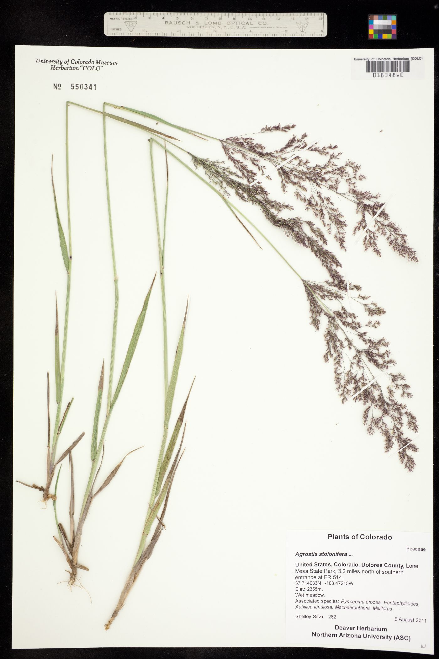 Agrostis stolonifera image