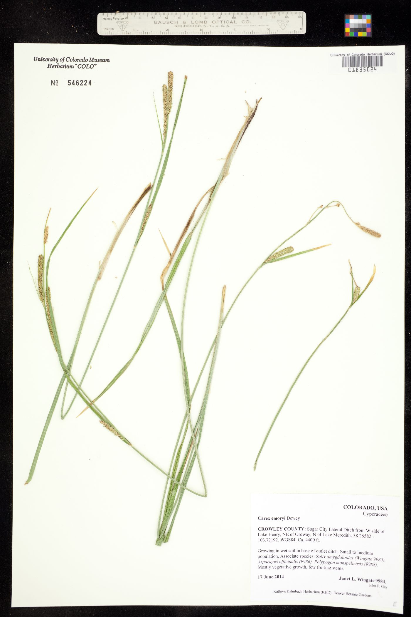 Carex emoryi image