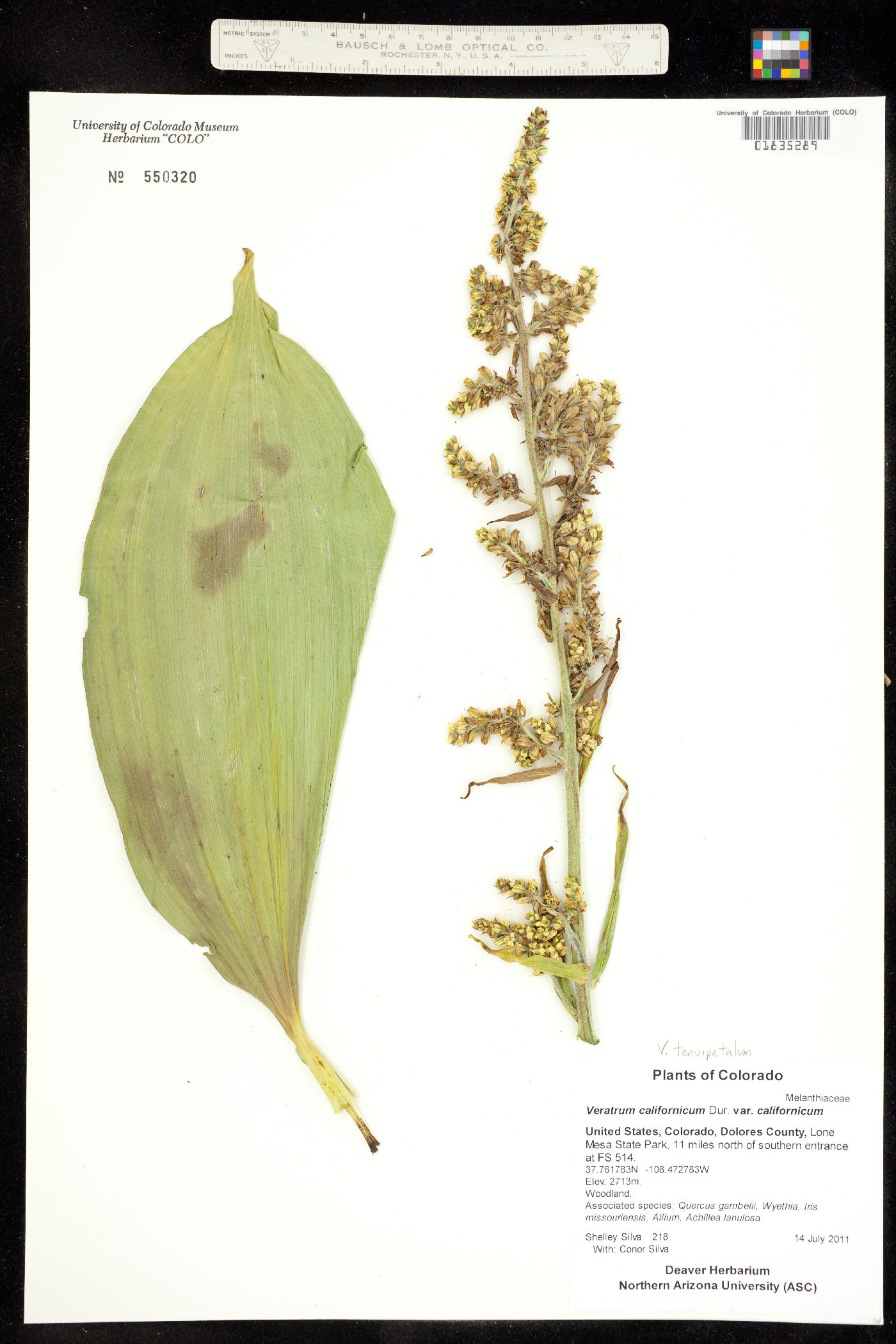 Veratrum californicum var. californicum image