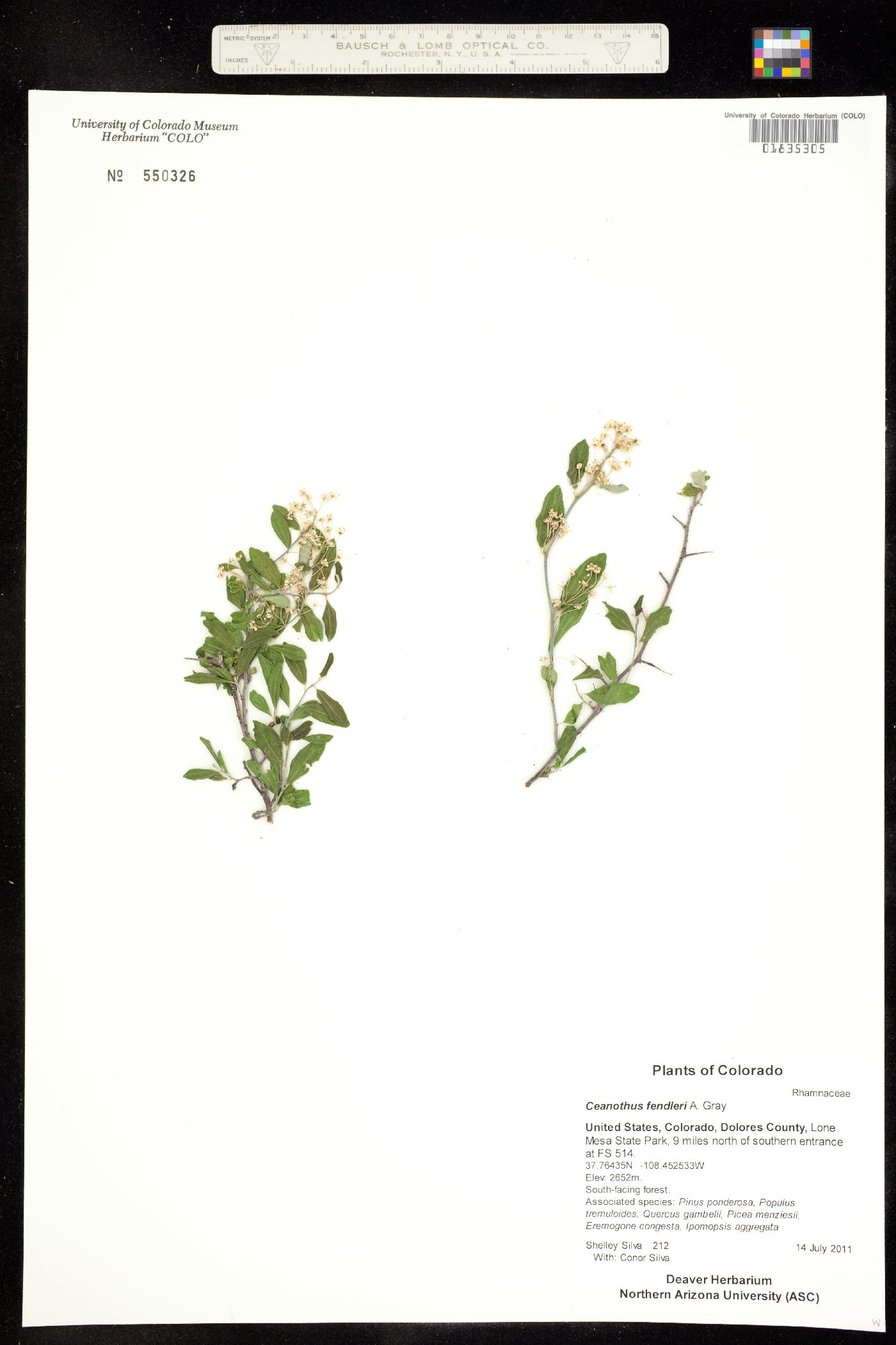 Ceanothus fendleri image