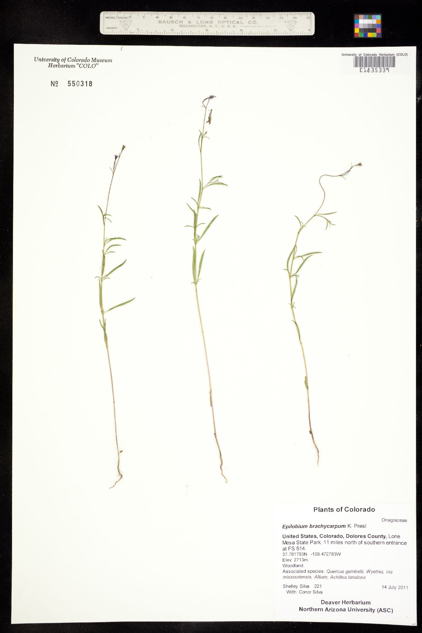 Epilobium brachycarpum image