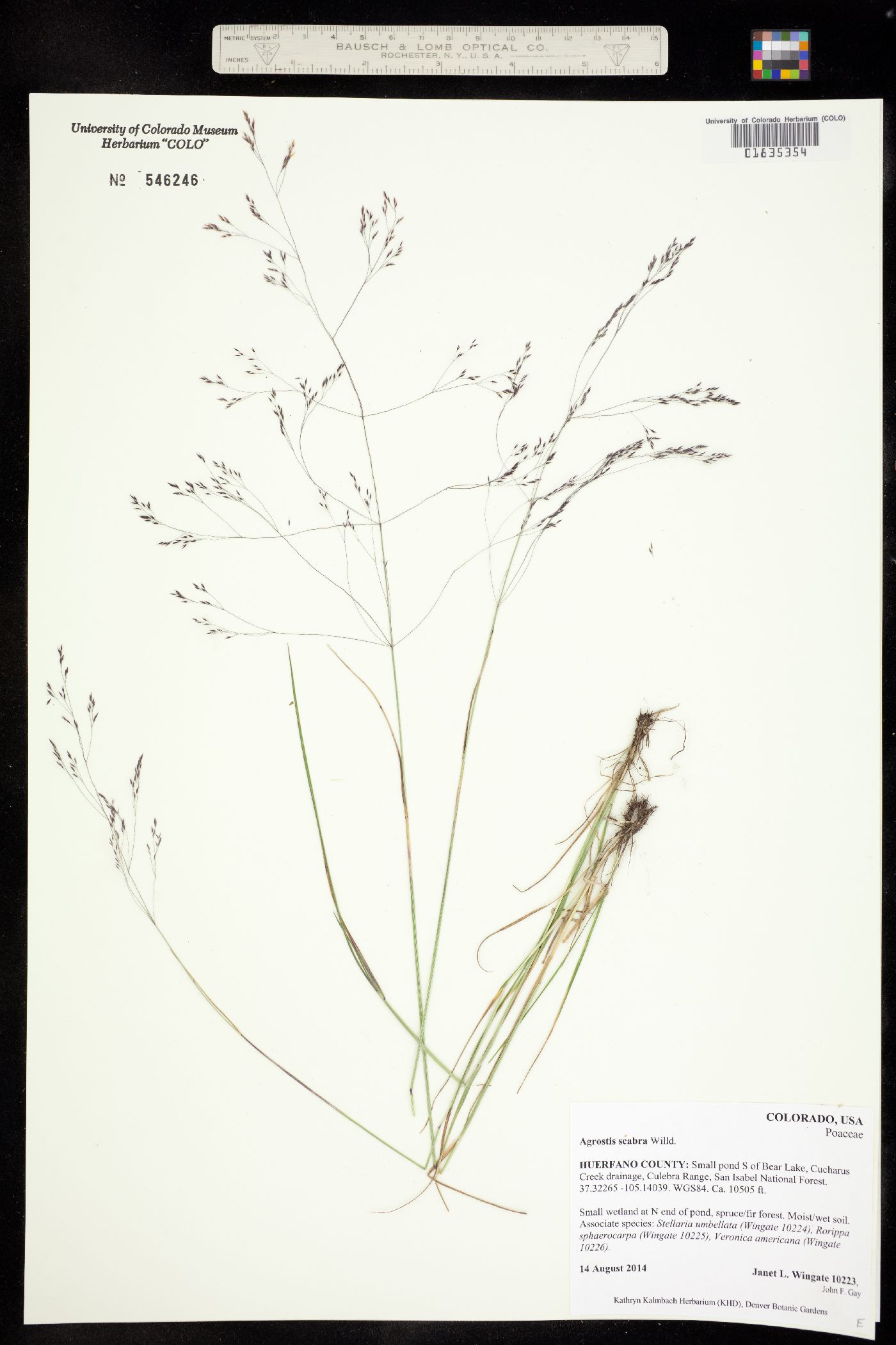 Agrostis scabra image