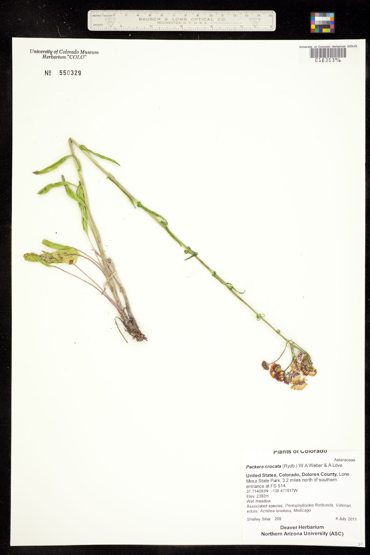 Packera crocata image