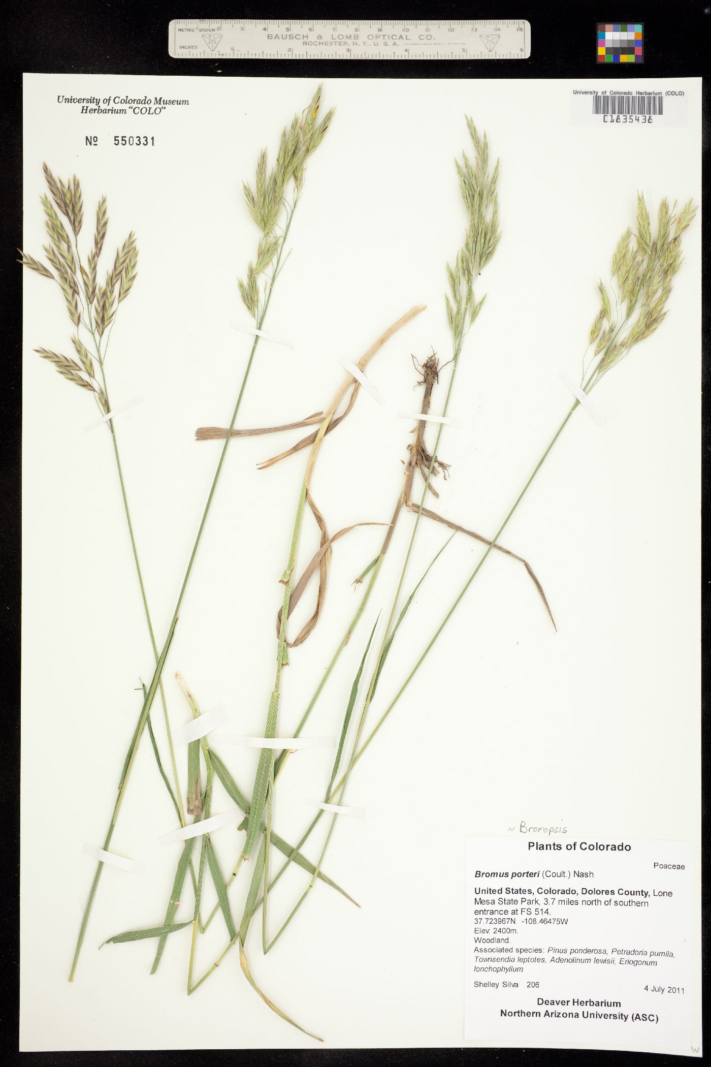 Bromus porteri image