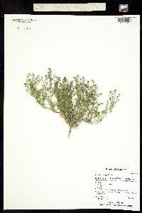 Image of Lepidium virginicum