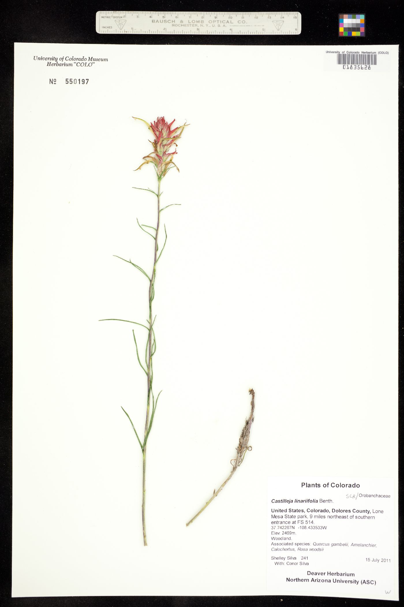 Castilleja linariifolia image