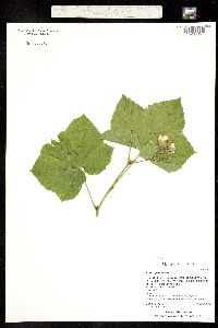 Rubus parviflorus image