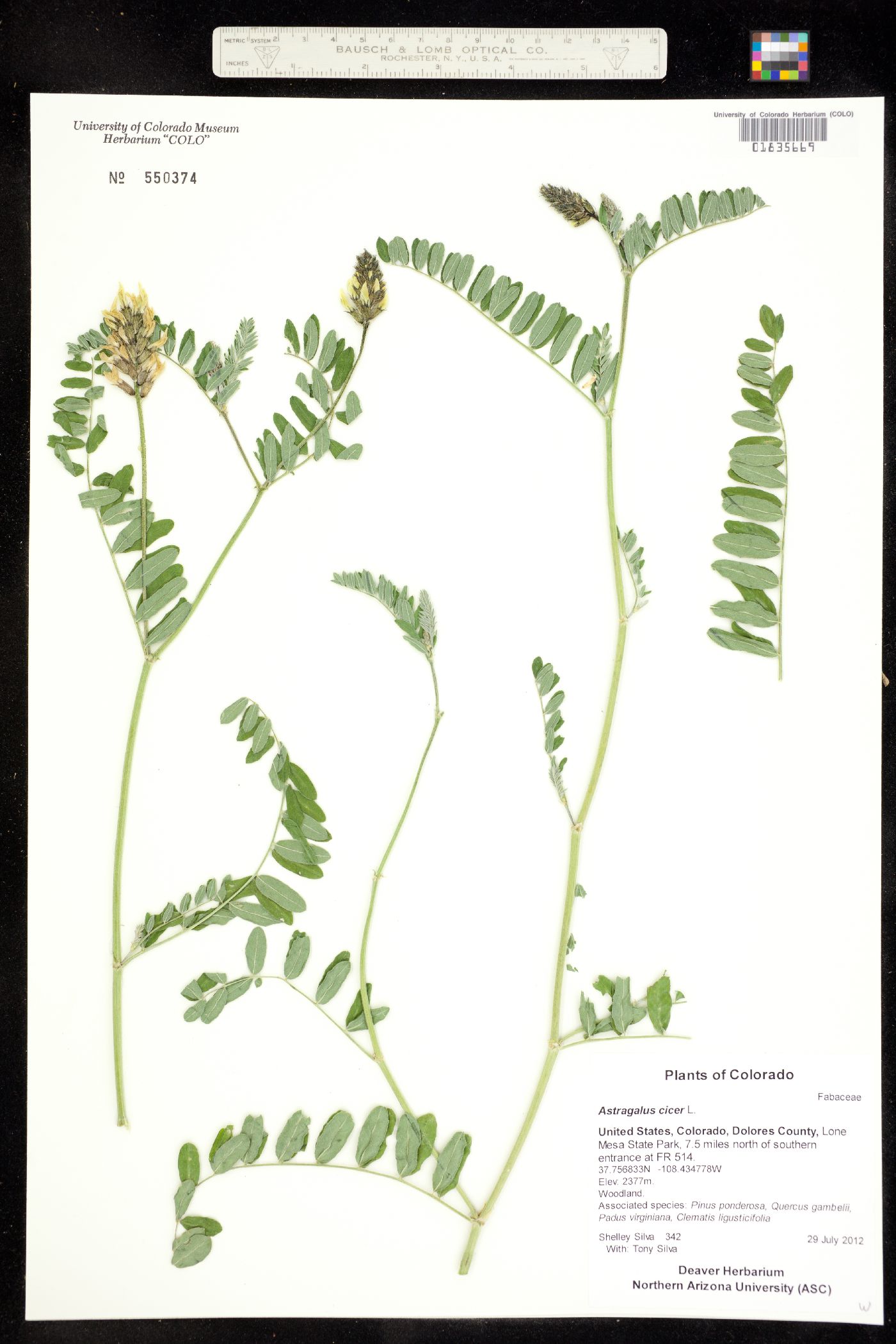 Astragalus cicer image