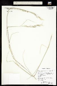 Hesperostipa comata subsp. intermedia image